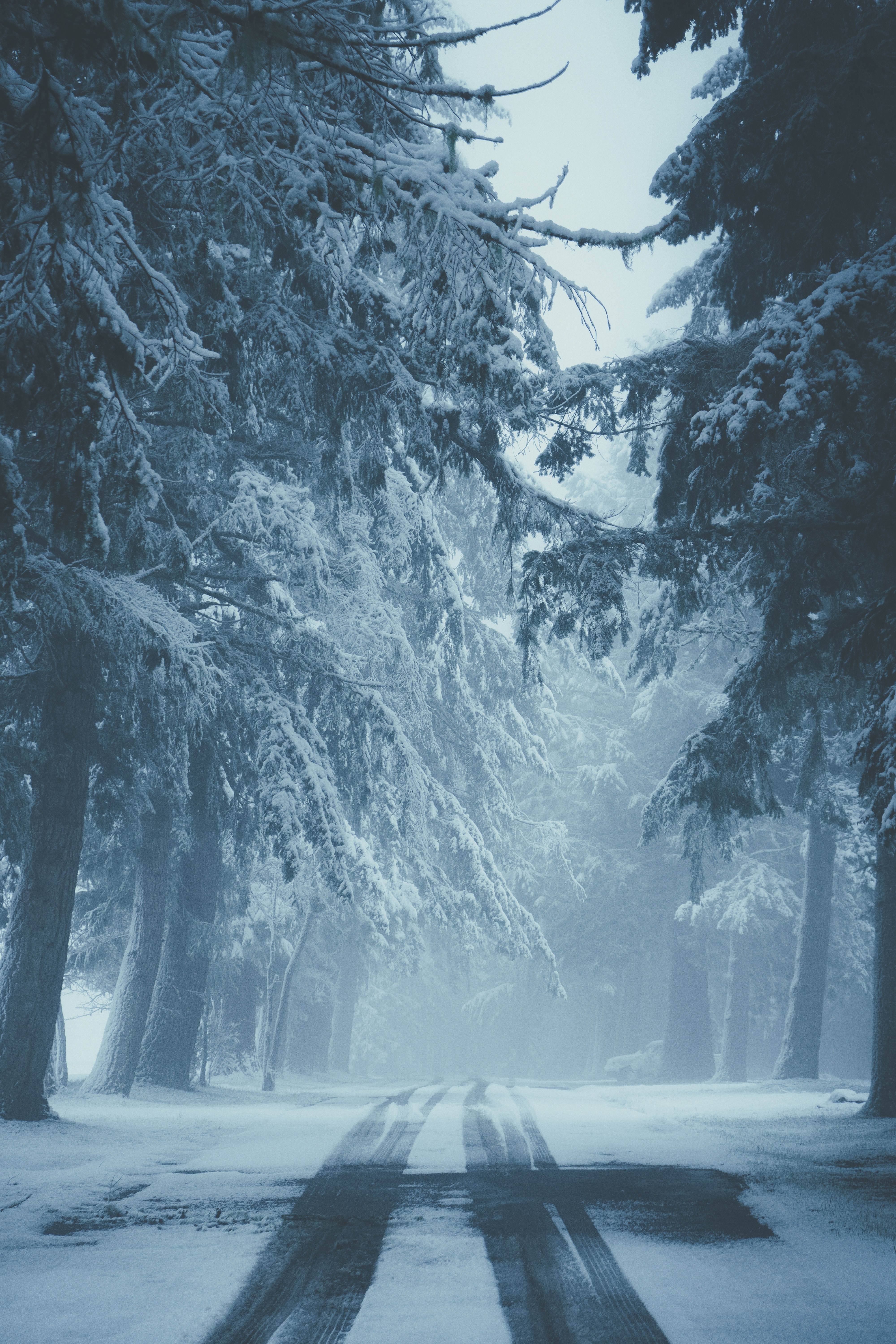 Скачать картинку Следы, Туман, Деревья, Зима, Дорога, Снег, Природа в телефон бесплатно.