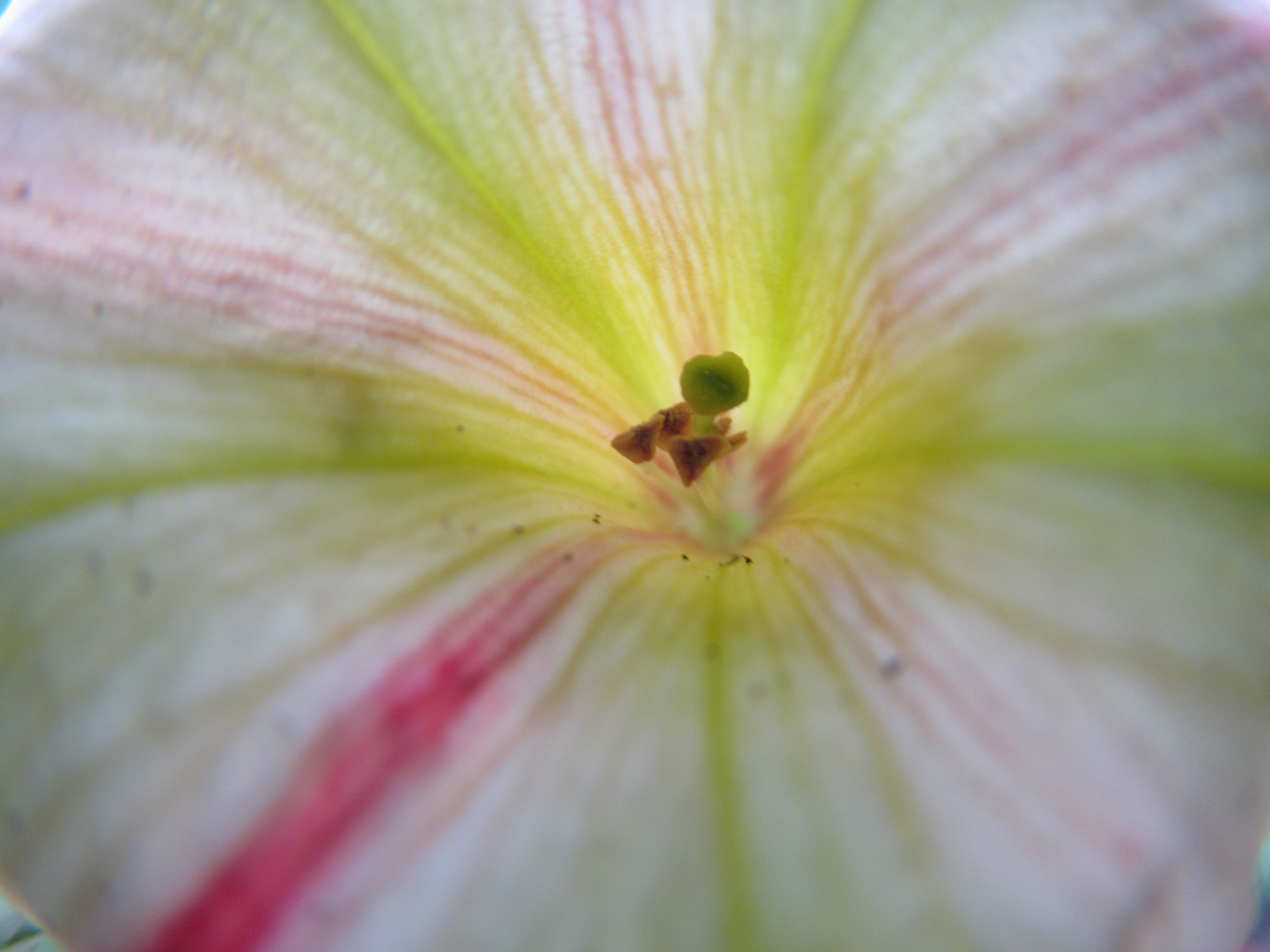 Descarga gratuita de fondo de pantalla para móvil de Flores, Flor, Tierra/naturaleza.