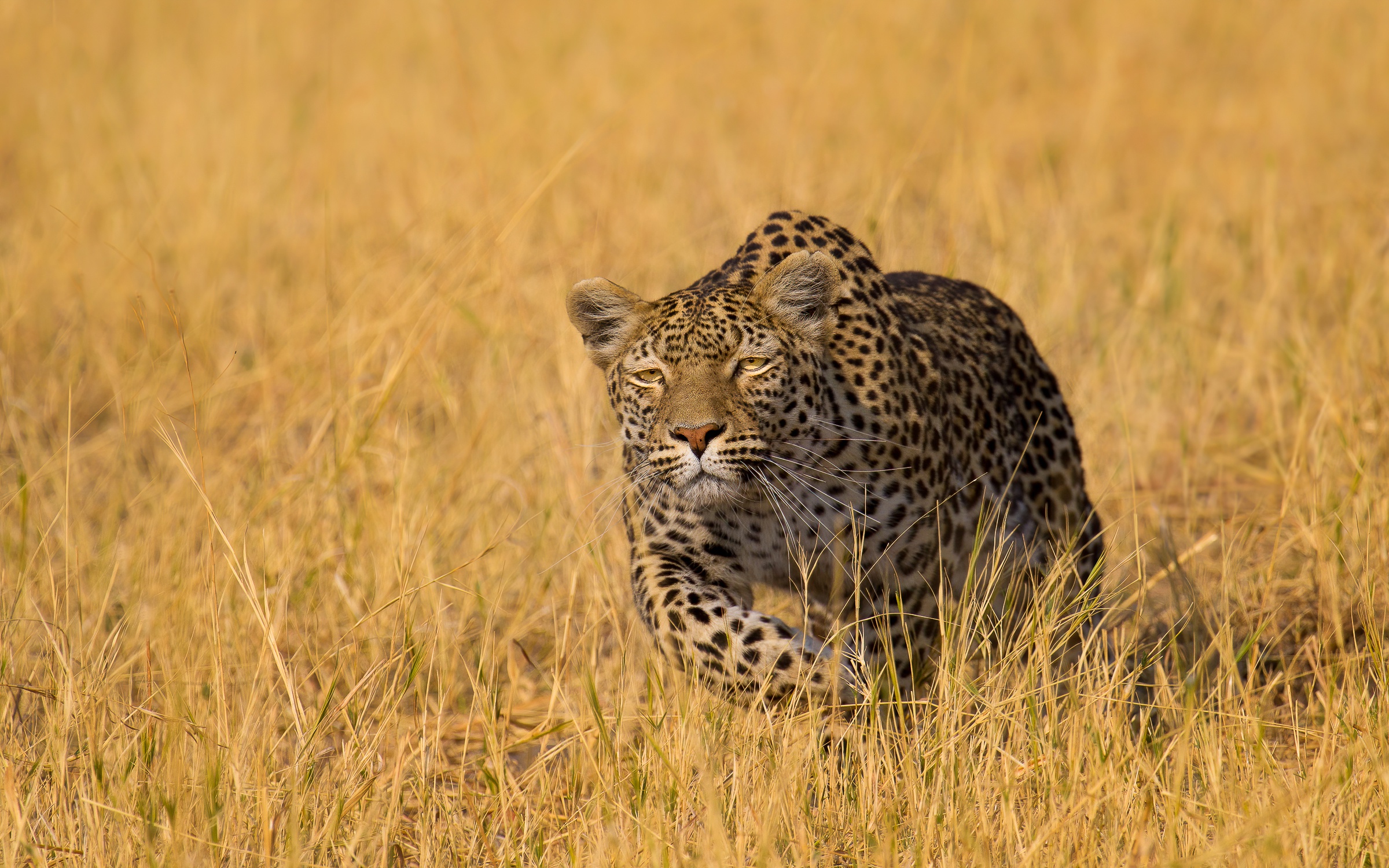 Baixar papel de parede para celular de Animais, Gatos, Leopardo gratuito.