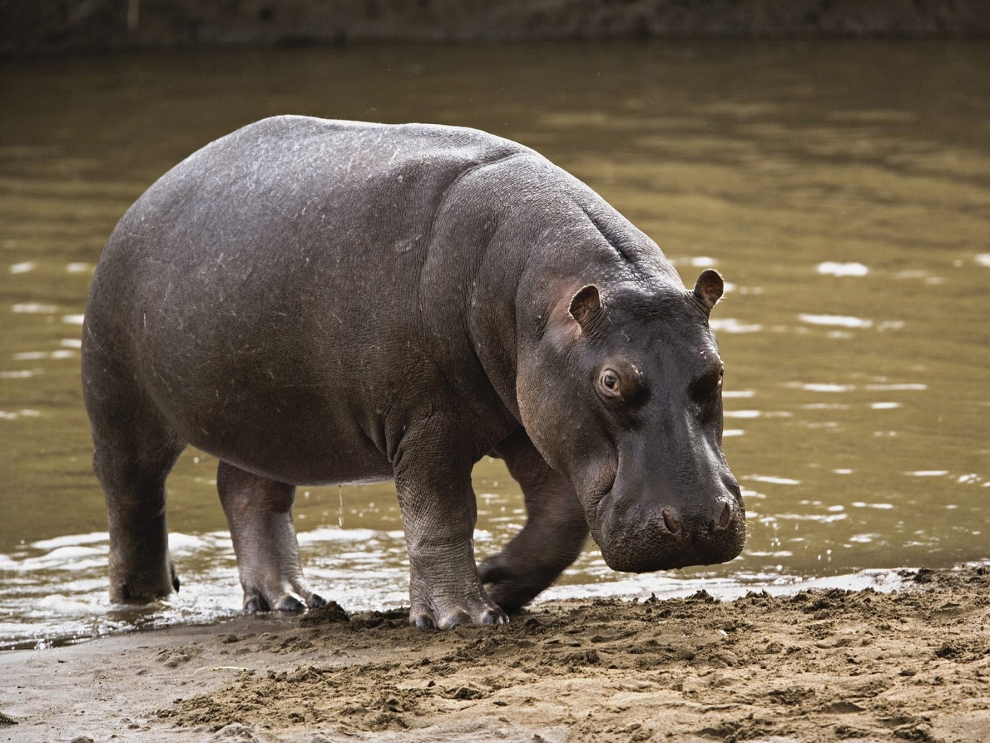 animals, hippos