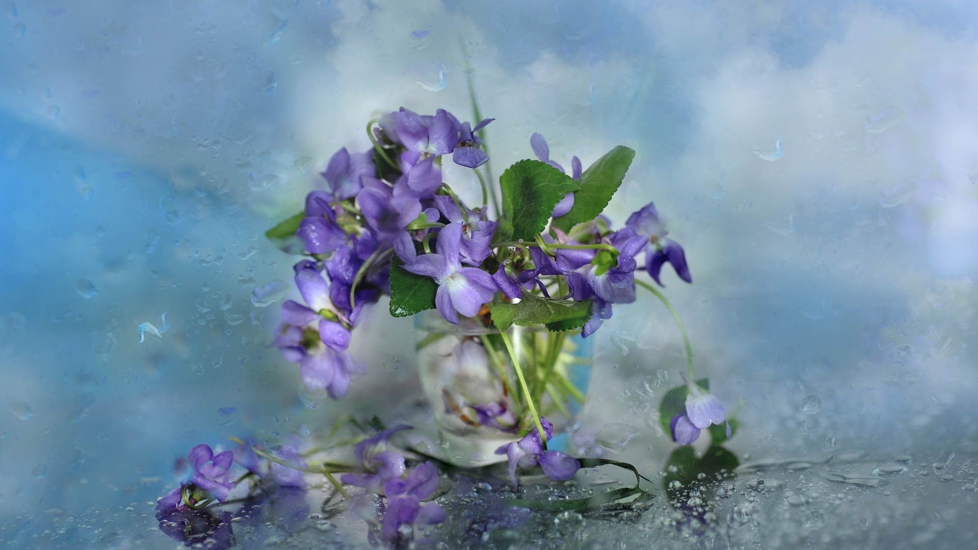Free download wallpaper Petals, Glass, Flowers on your PC desktop