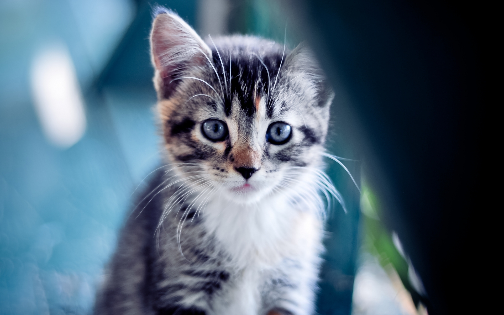 Téléchargez des papiers peints mobile Animaux, Chat gratuitement.