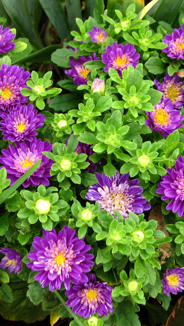 Download mobile wallpaper Nature, Flowers, Flower, Plant, Earth, Daisy, Purple Flower for free.