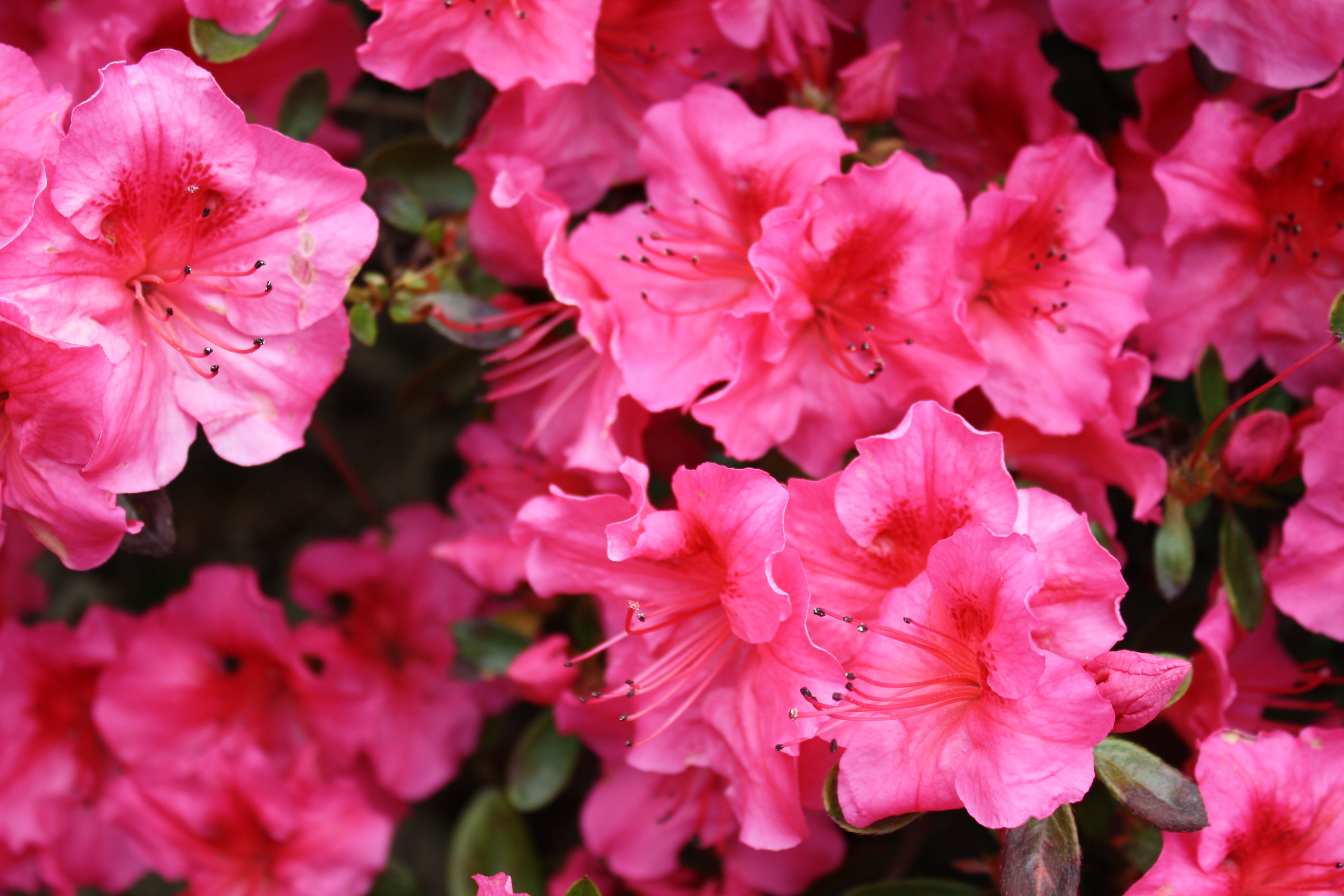 無料モバイル壁紙自然, フラワーズ, 花, 地球, ハイビスカス, ピンクの花をダウンロードします。