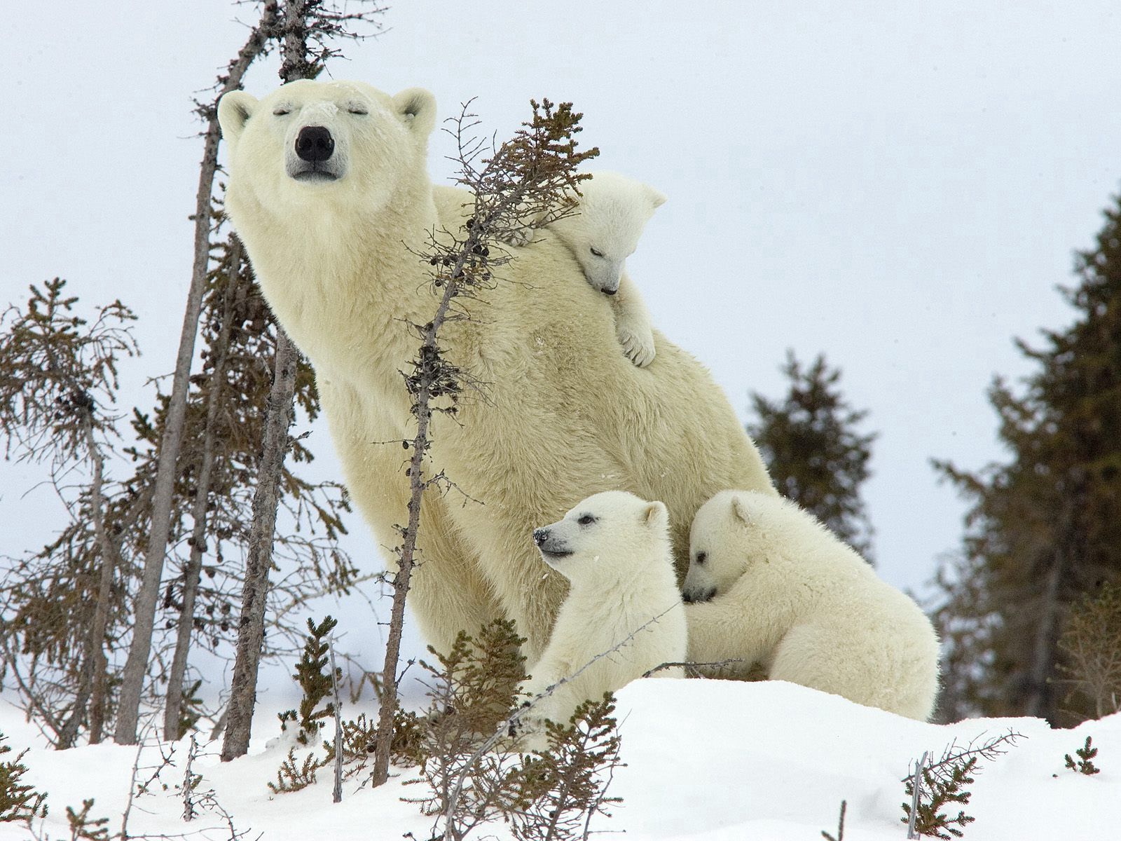 70414 descargar fondo de pantalla osos polares, animales, nieve, joven, una familia, familia, cachorros, osos blancos: protectores de pantalla e imágenes gratis