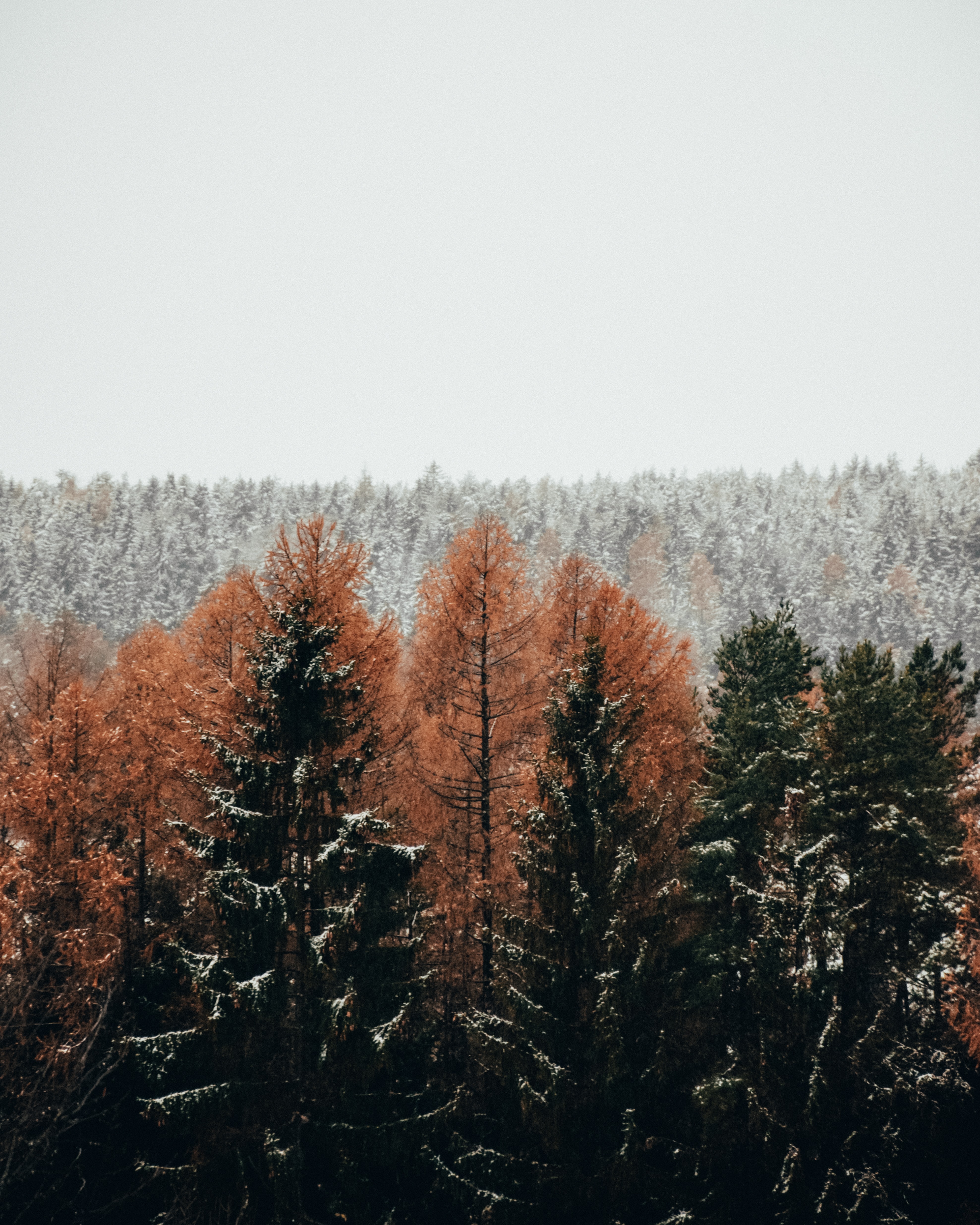 Скачать картинку Снег, Деревья, Природа, Зима, Лес в телефон бесплатно.
