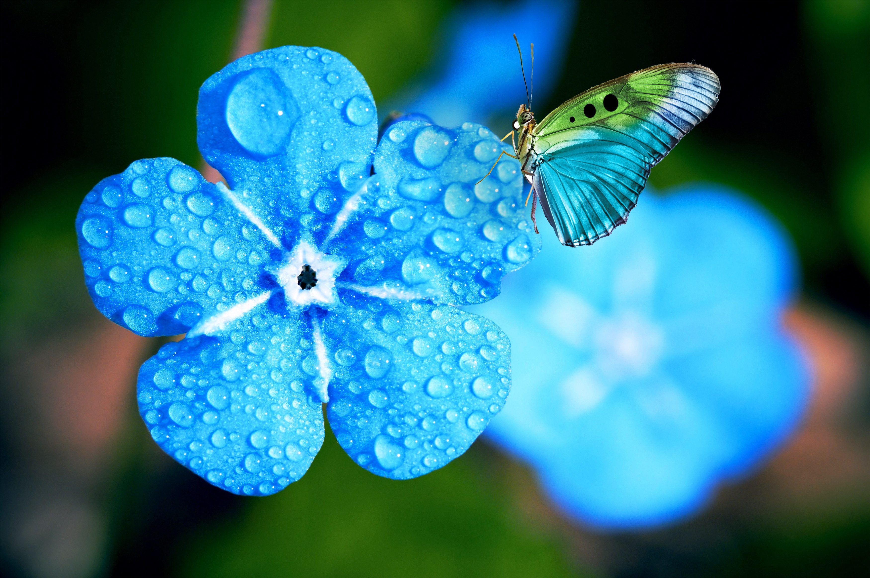 975207 descargar fondo de pantalla animales, mariposa, flor, nomeolvides, insecto, macrofotografía: protectores de pantalla e imágenes gratis
