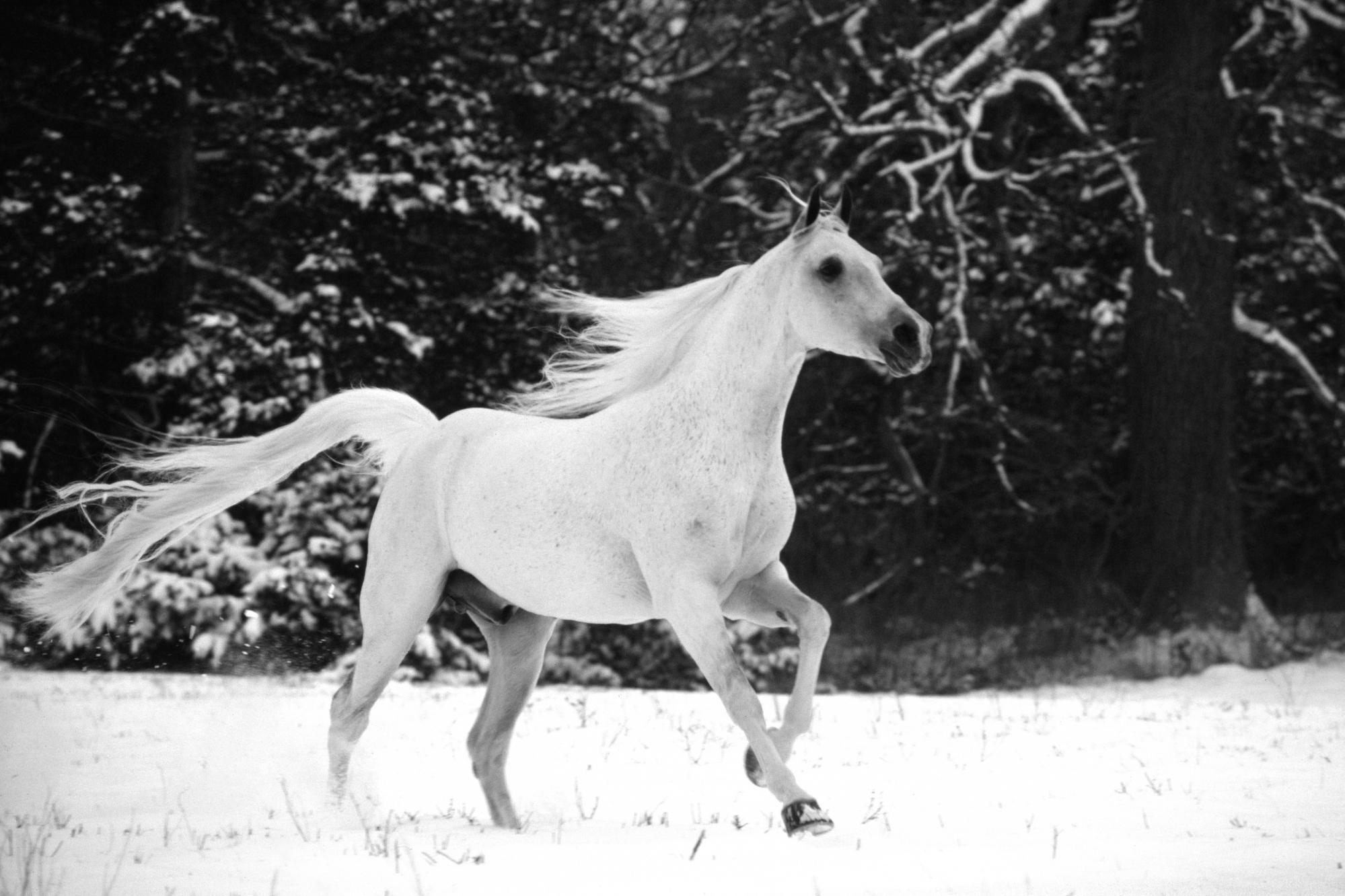 149930壁紙のダウンロード動物, 冬, 馬, 綺麗な, 美しい, bw, chb, たてがみ, 鬣, 跳ねる 弾む, 跳ねる, うま-スクリーンセーバーと写真を無料で