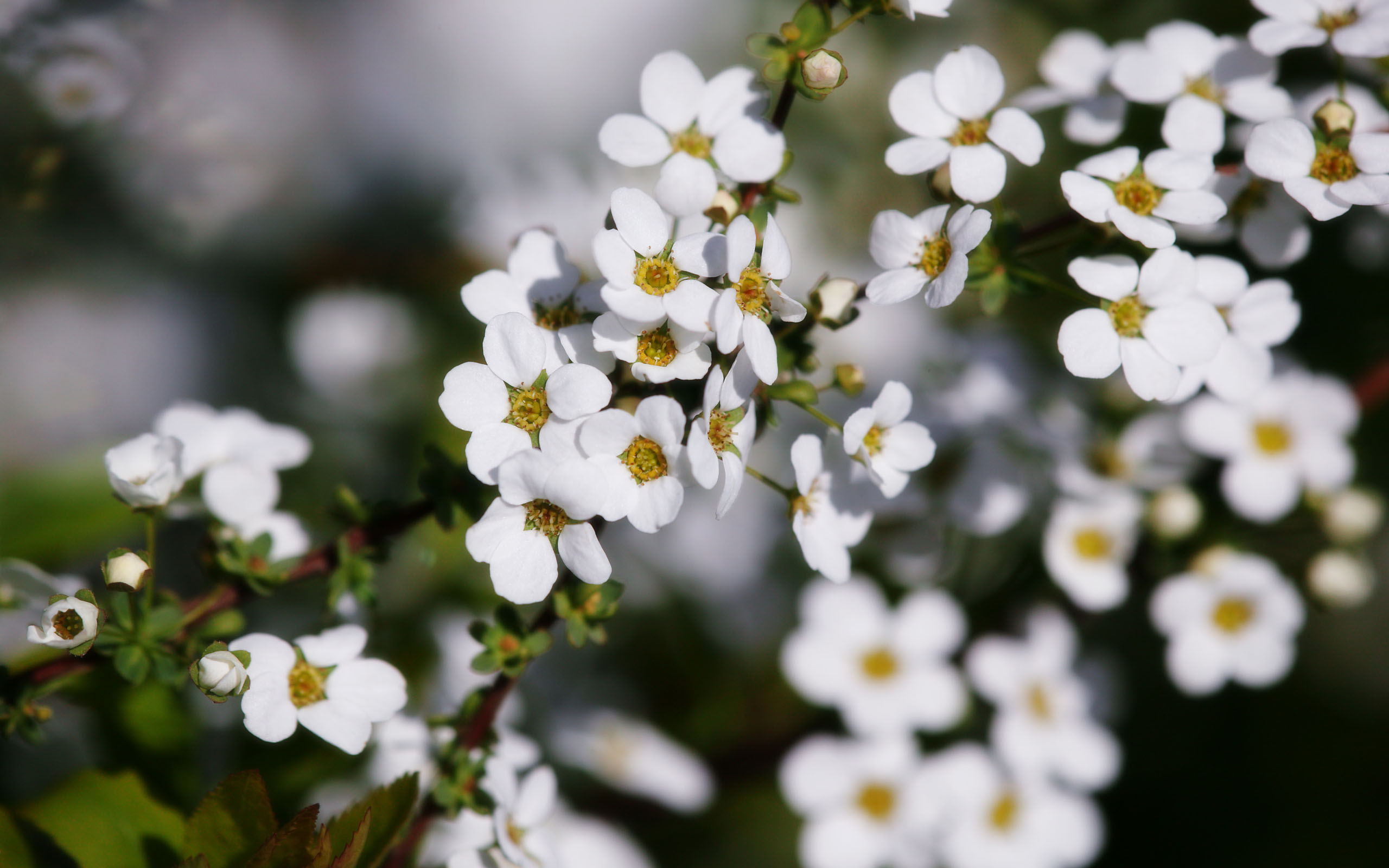 Descarga gratuita de fondo de pantalla para móvil de Flores, Flor, Tierra/naturaleza.