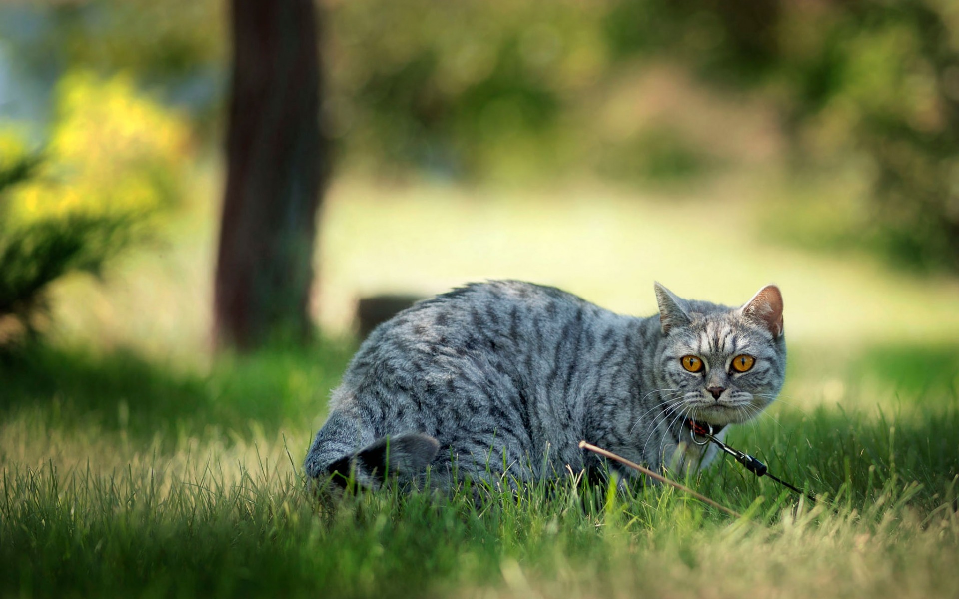 Baixar papel de parede para celular de Animais, Gatos, Gato gratuito.