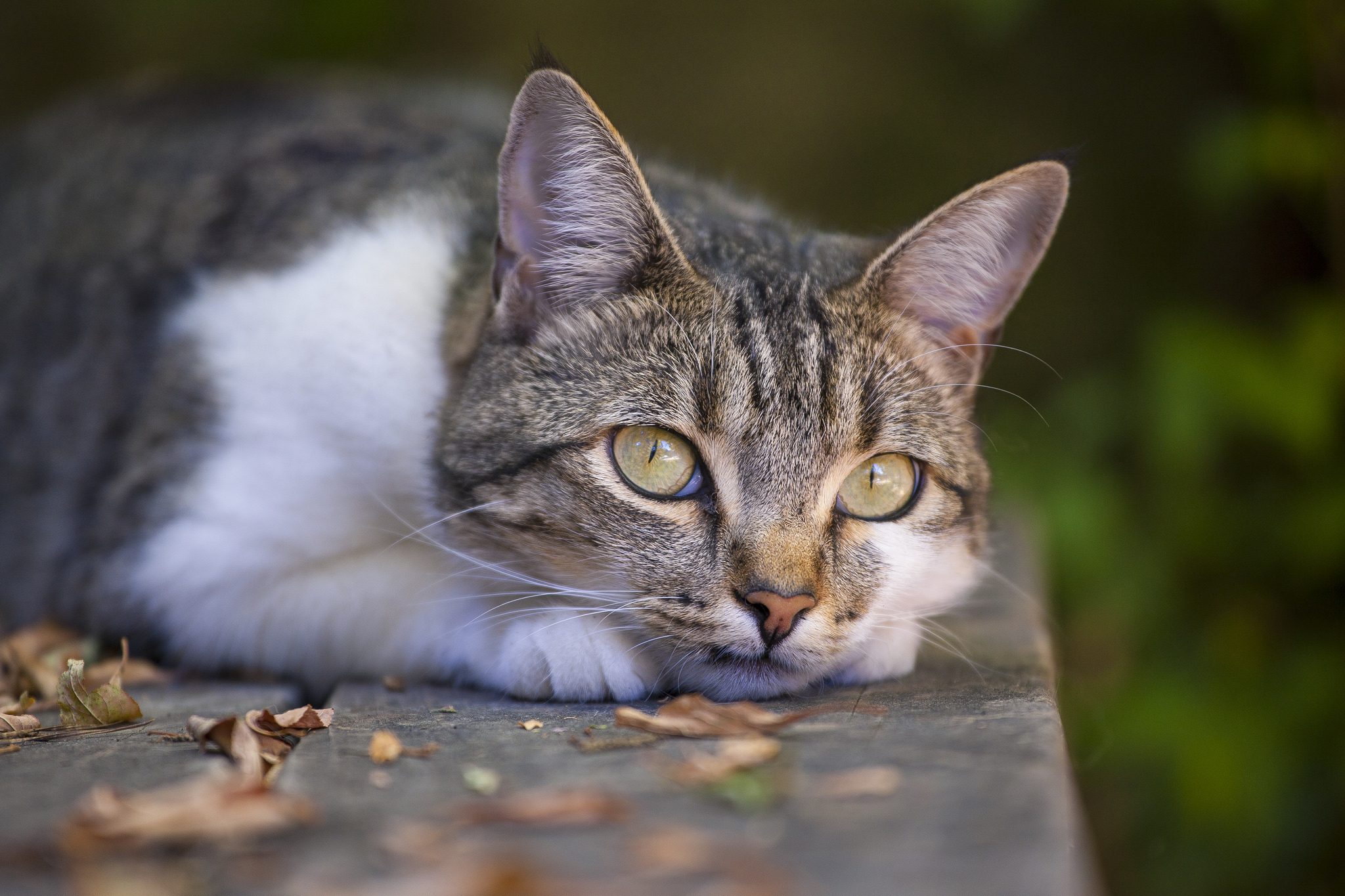 Baixe gratuitamente a imagem Animais, Gatos, Gato, Bokeh na área de trabalho do seu PC