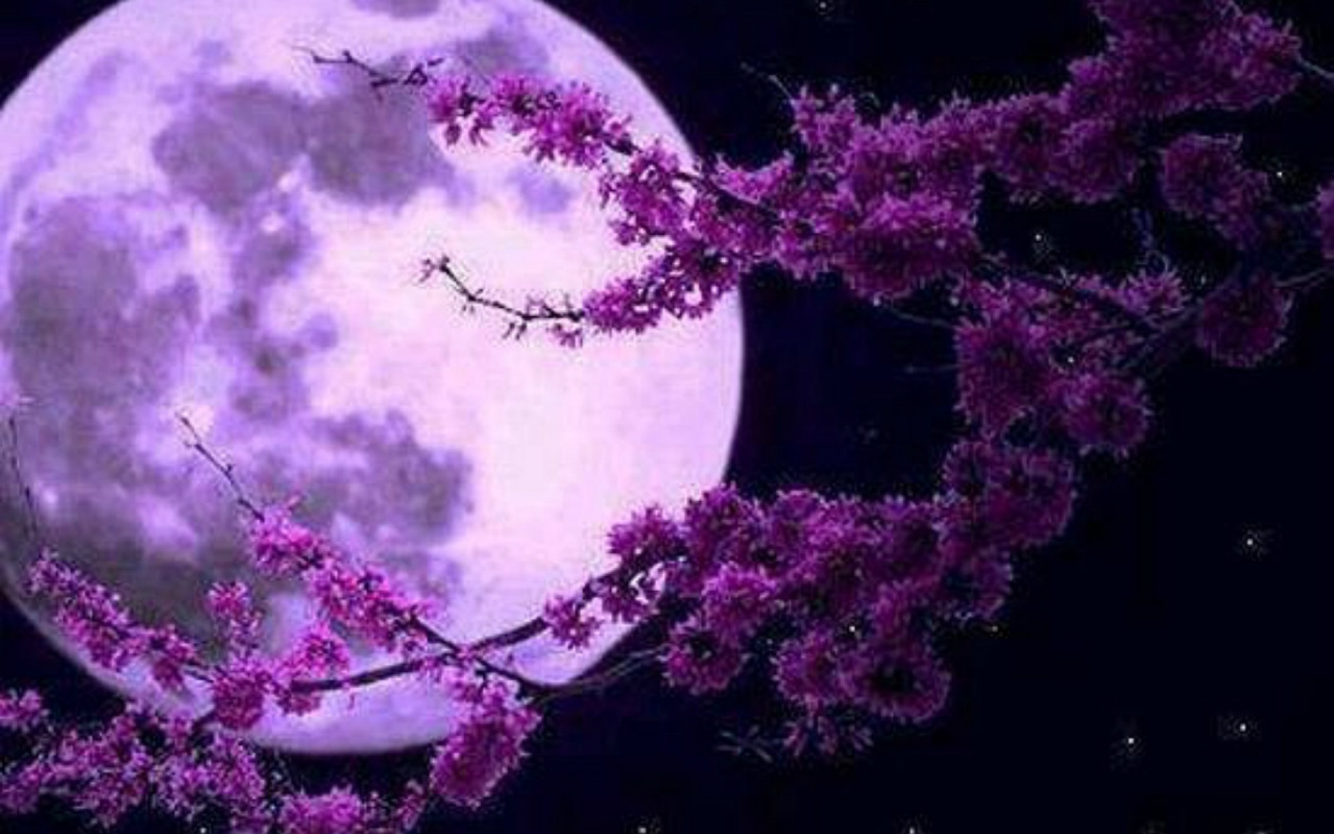 Download mobile wallpaper Fantasy, Night, Moon, Flower, Branch for free.