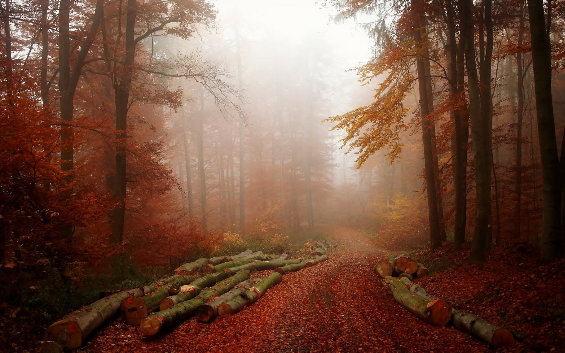 Téléchargez gratuitement l'image Forêt, Terre/nature sur le bureau de votre PC