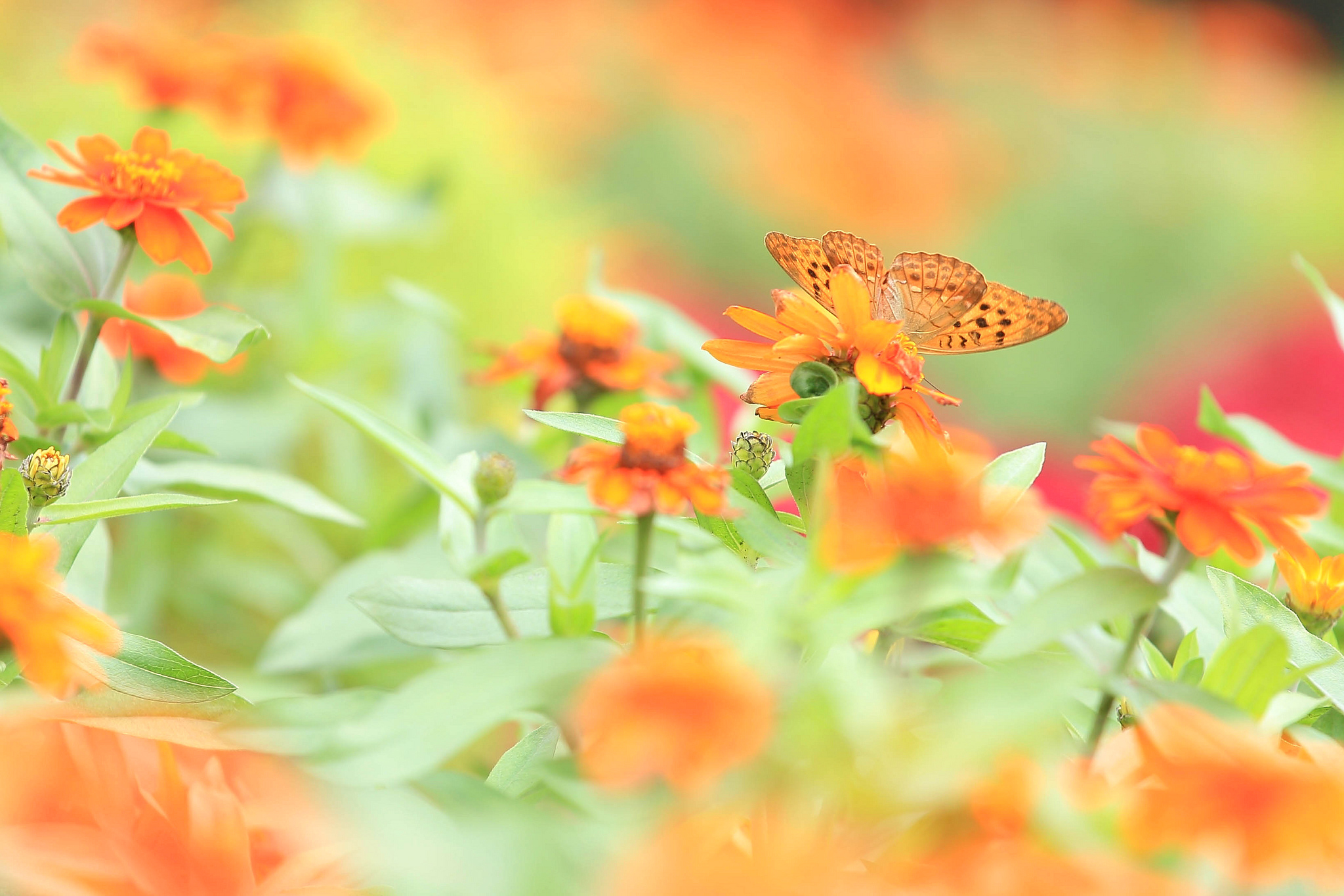 Free download wallpaper Butterfly, Animal on your PC desktop