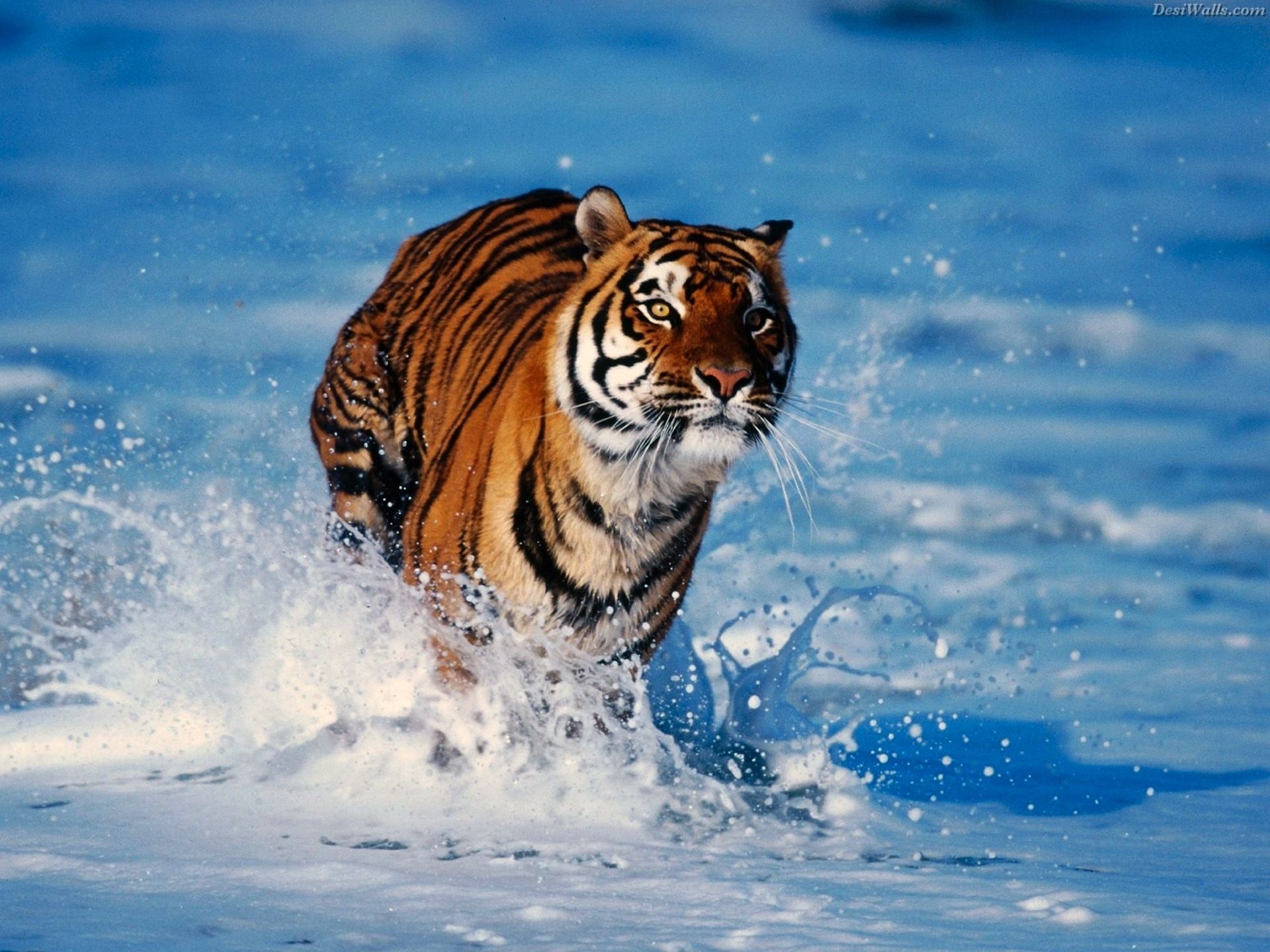 run away, animals, snow, predator, tiger, run