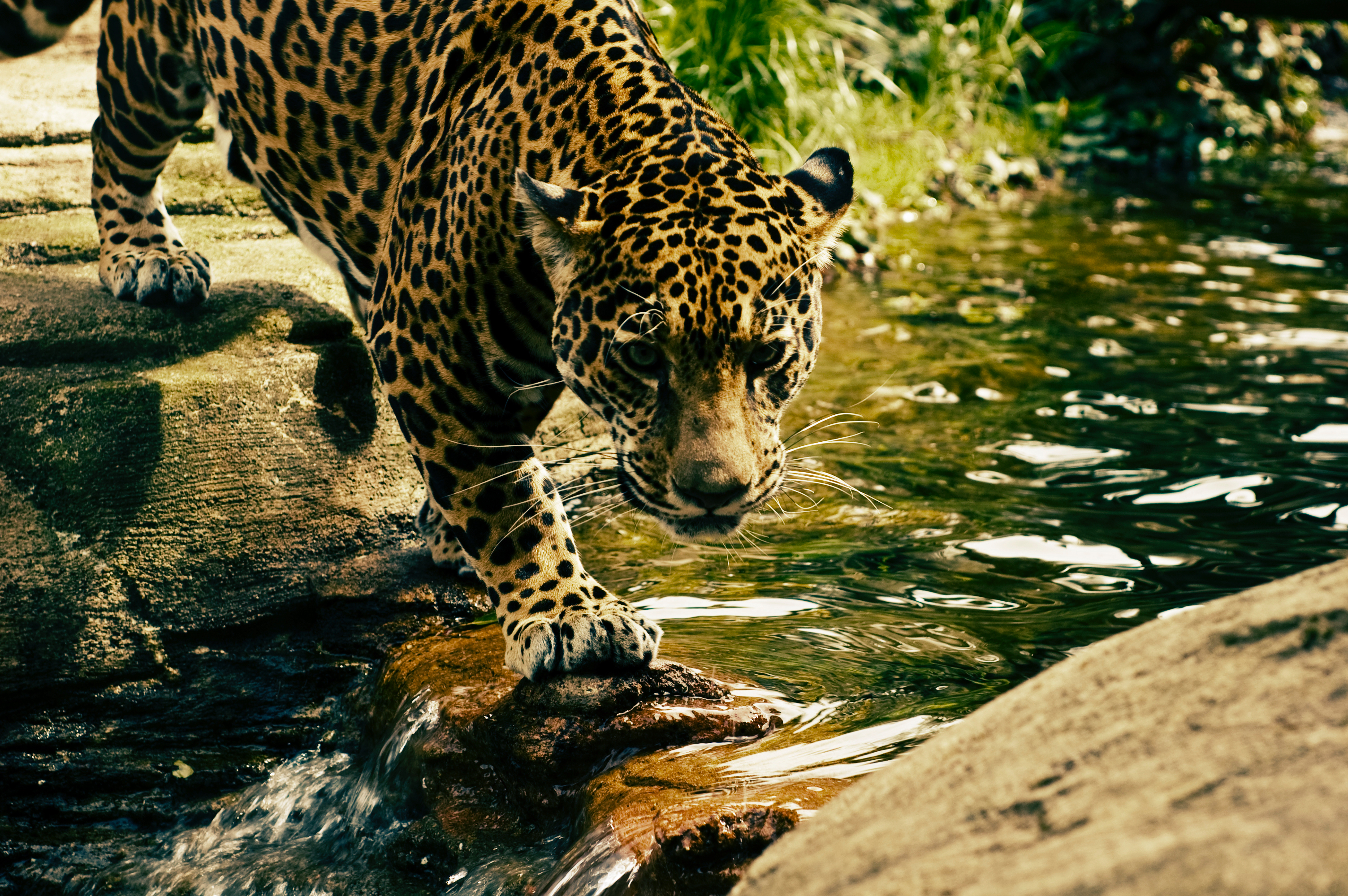 Descarga gratuita de fondo de pantalla para móvil de Depredador, Gato Grande, Agua, Leopardo, Animales.