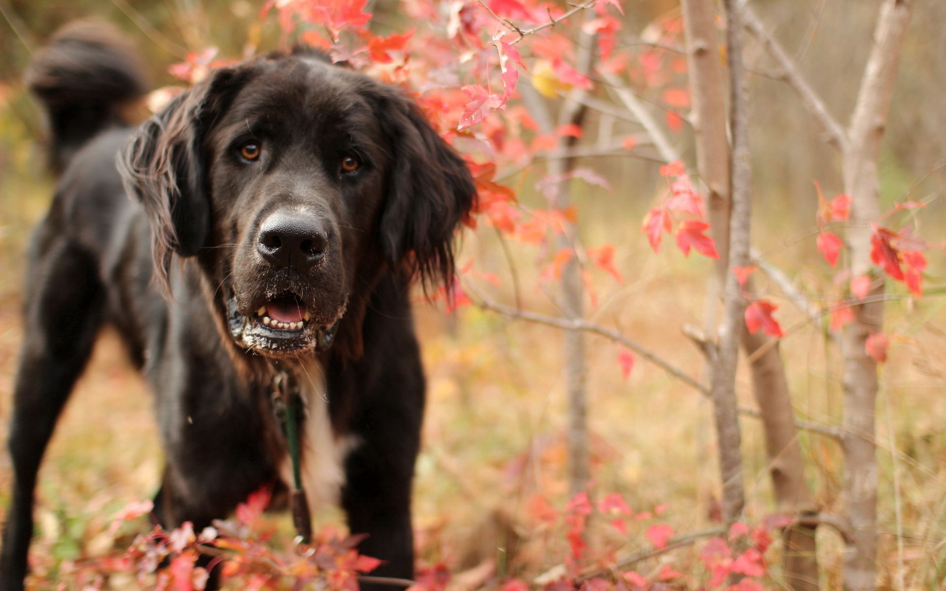 Download mobile wallpaper Muzzle, Branches, Grass, Dog, Animals for free.