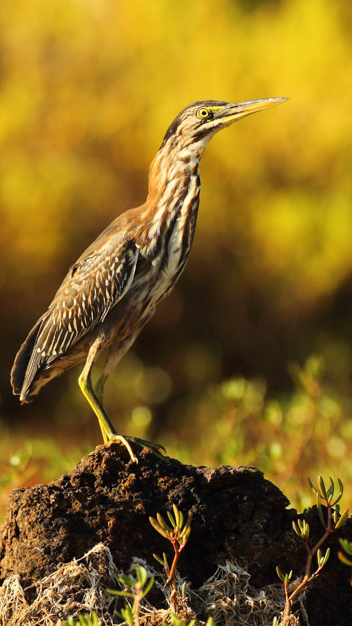 Descarga gratuita de fondo de pantalla para móvil de Animales, Garza, Pájaro, Aves, Ave.