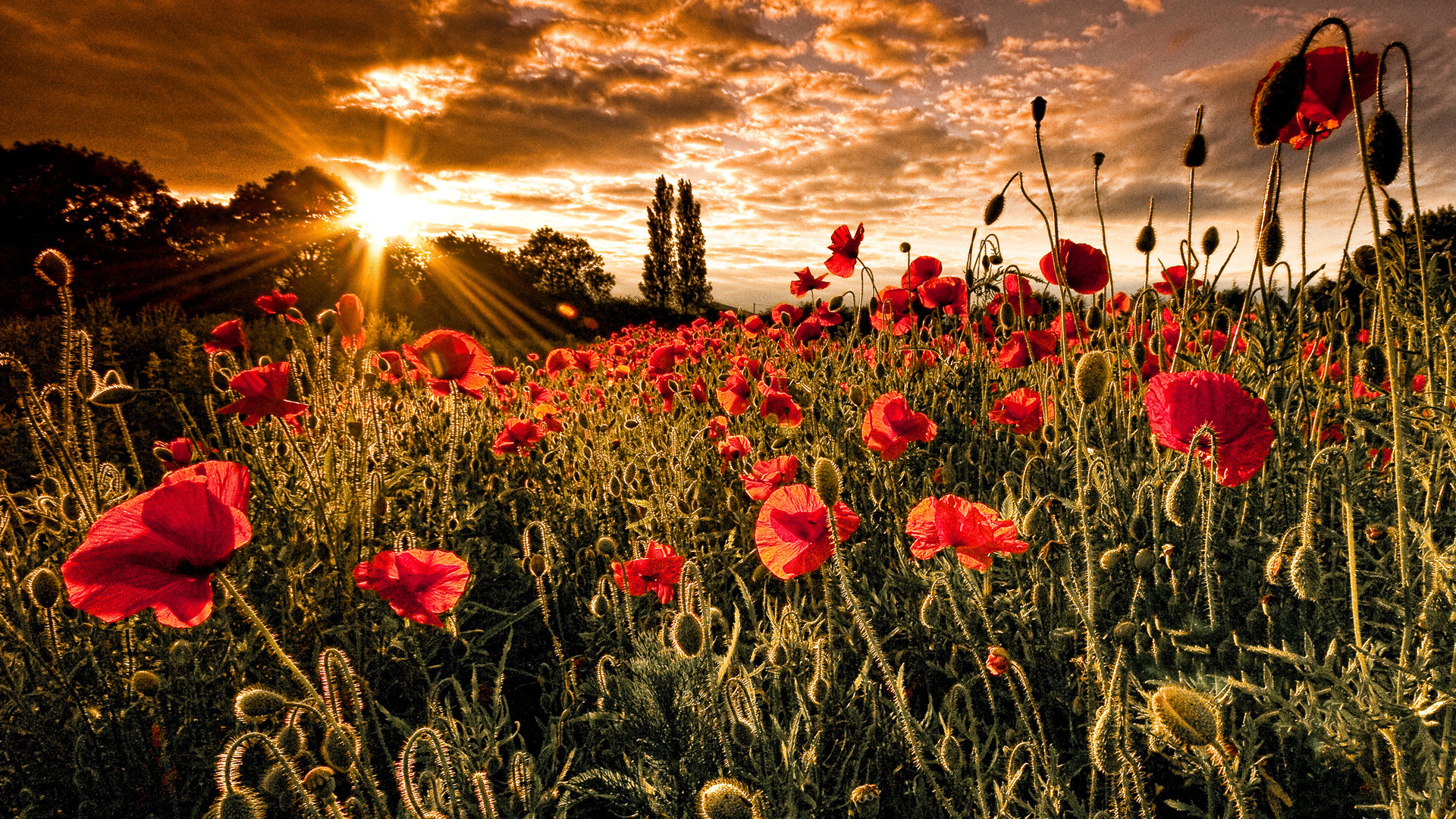 Free download wallpaper Flowers, Sunset, Landscape, Plants, Fields on your PC desktop