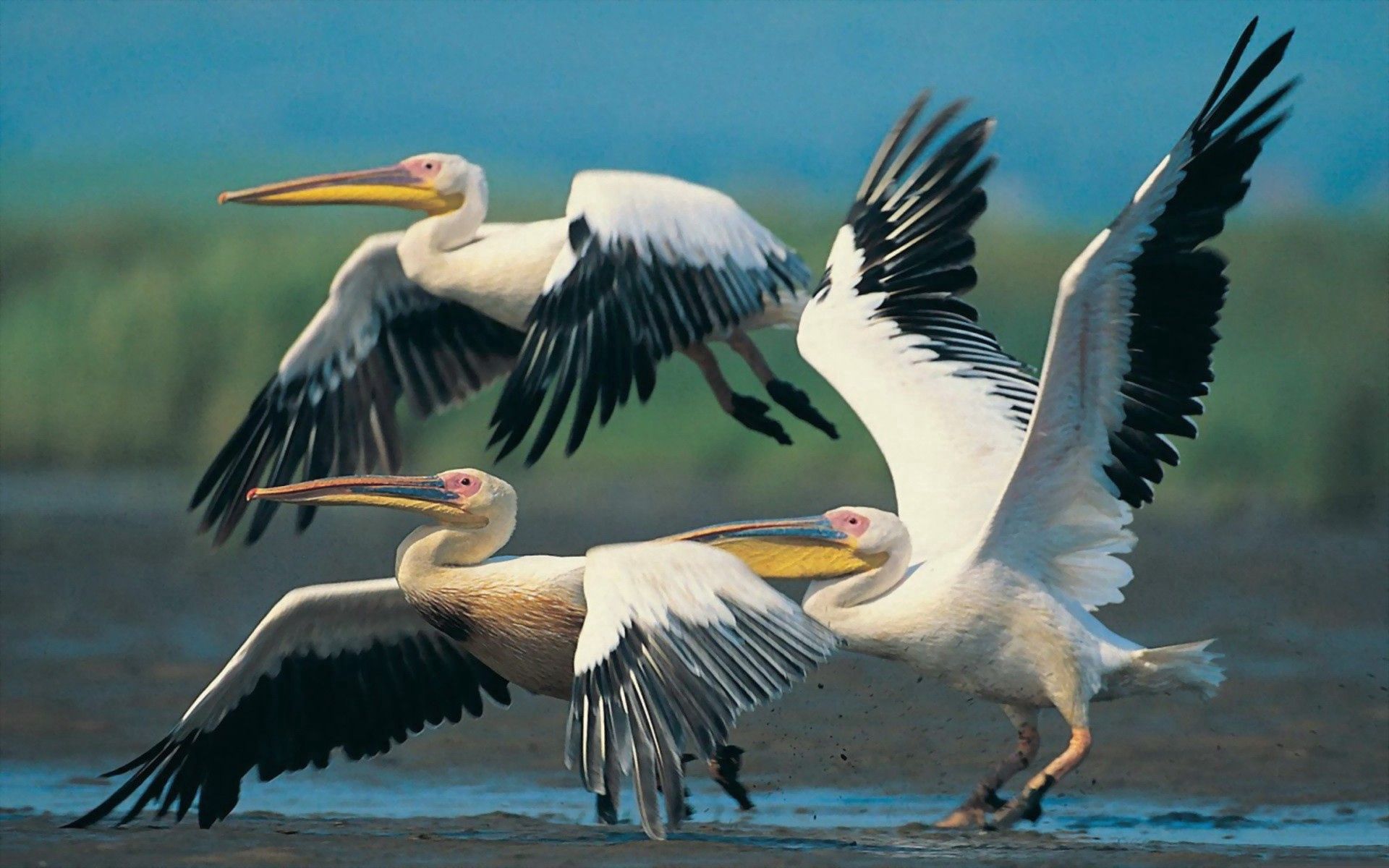 126345 Hintergrundbild herunterladen tiere, pelikane, flug, flügel, welle, fegen - Bildschirmschoner und Bilder kostenlos