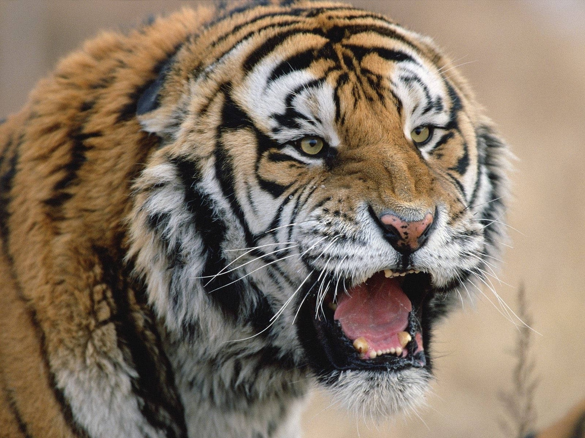 423171 descargar fondo de pantalla animales, tigre, rugido, gatos: protectores de pantalla e imágenes gratis