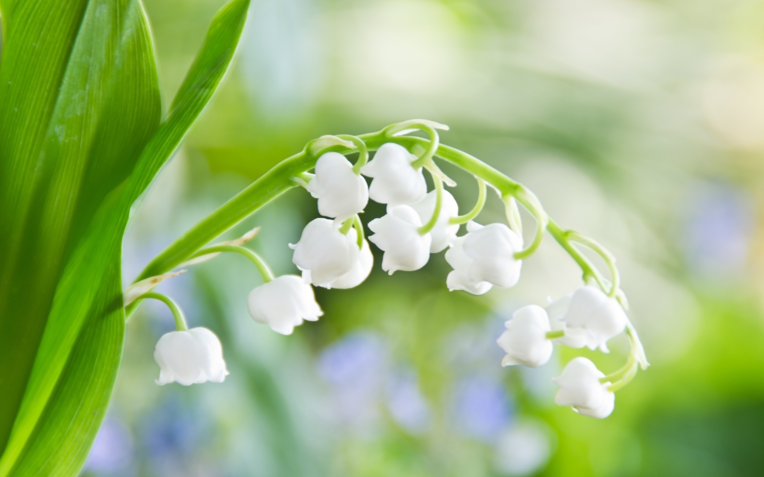 Free download wallpaper Plants, Flowers, Lily Of The Valley on your PC desktop