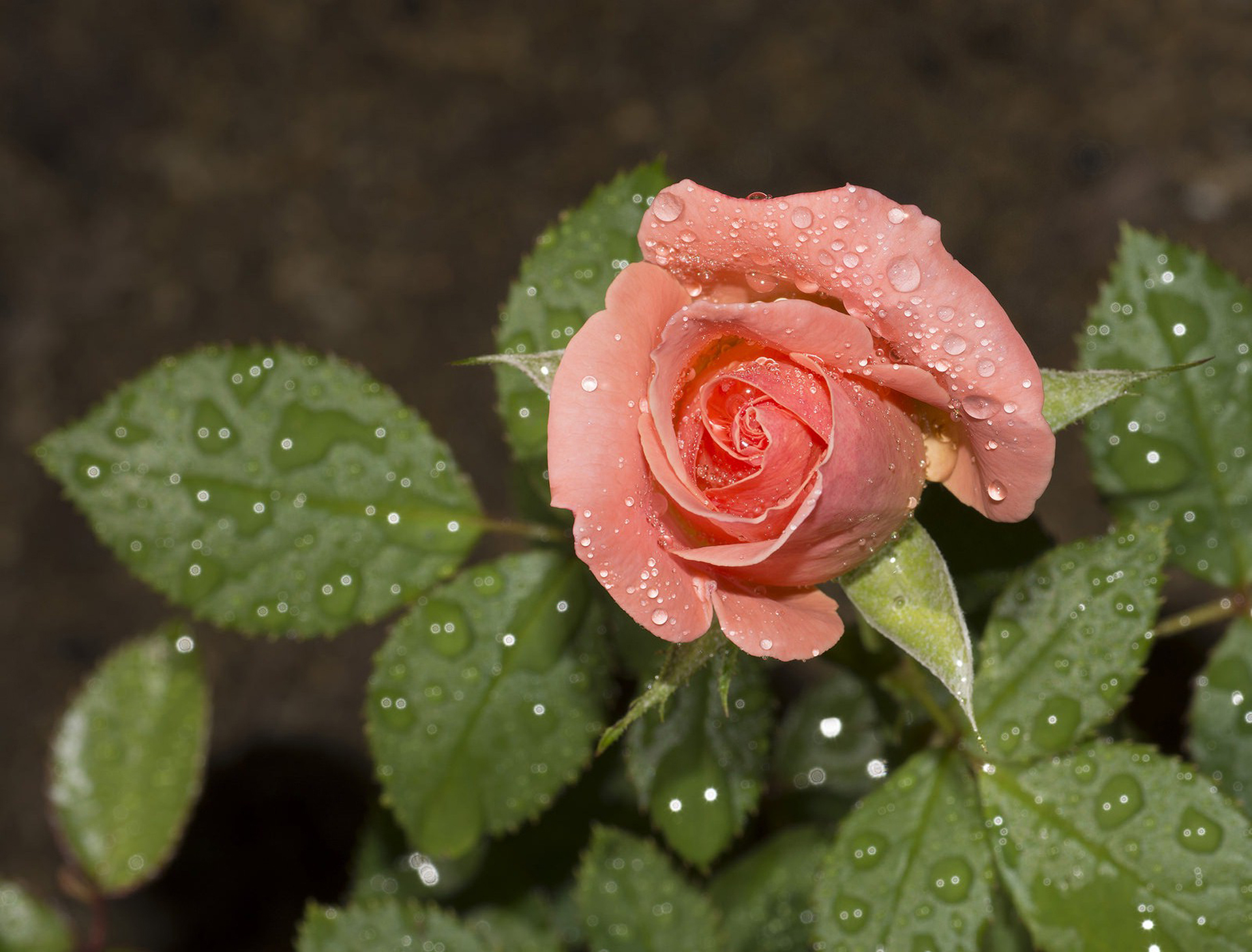 Free download wallpaper Nature, Flowers, Flower, Rose, Earth, Water Drop, Pink Flower on your PC desktop