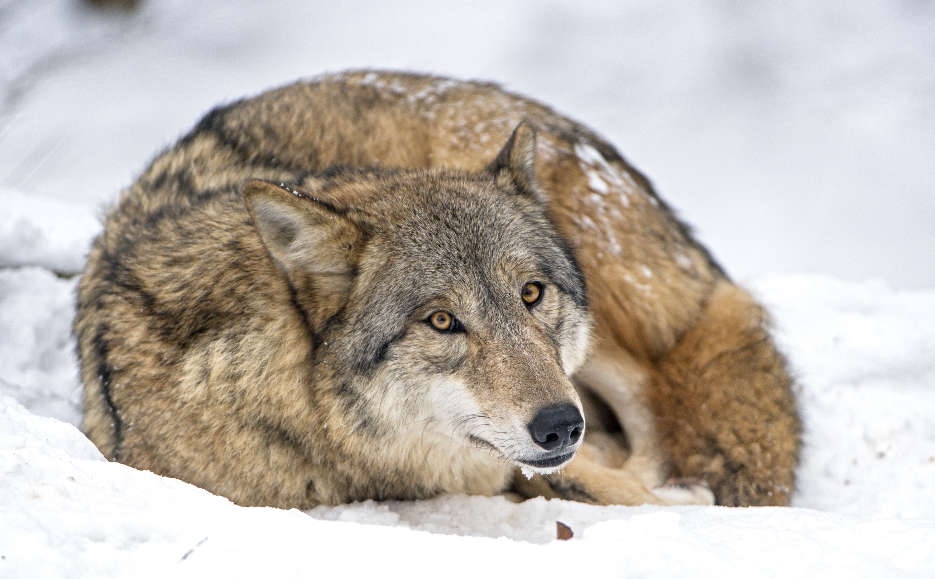 Handy-Wallpaper Tiere, Schnee, Wolf, Wolves kostenlos herunterladen.