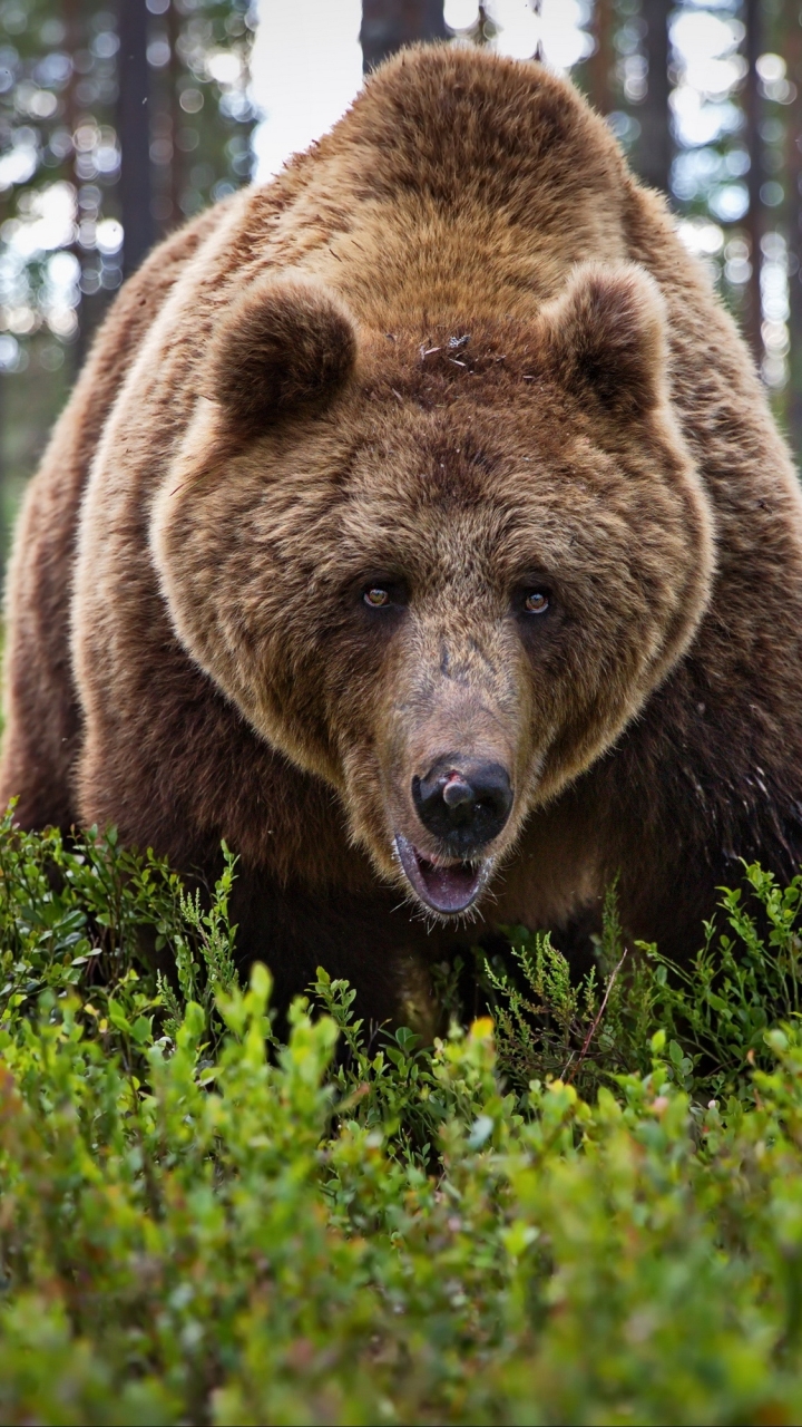 Download mobile wallpaper Bears, Bear, Animal for free.