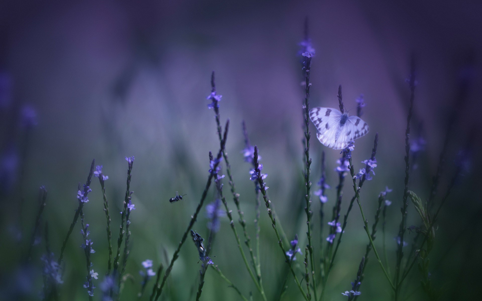 Download mobile wallpaper Nature, Flower, Blur, Field, Butterfly, Animal for free.