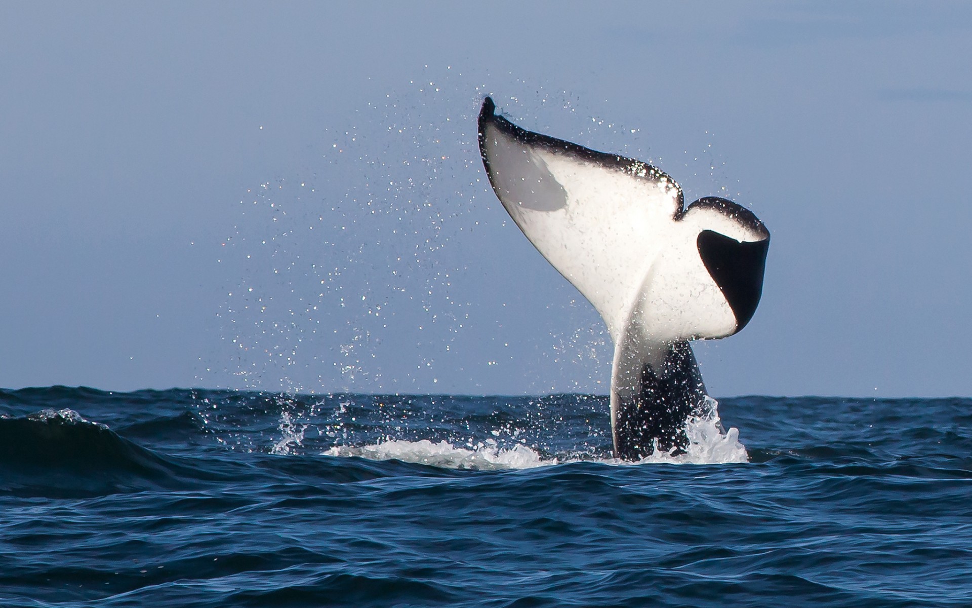 無料モバイル壁紙動物, 鯨をダウンロードします。