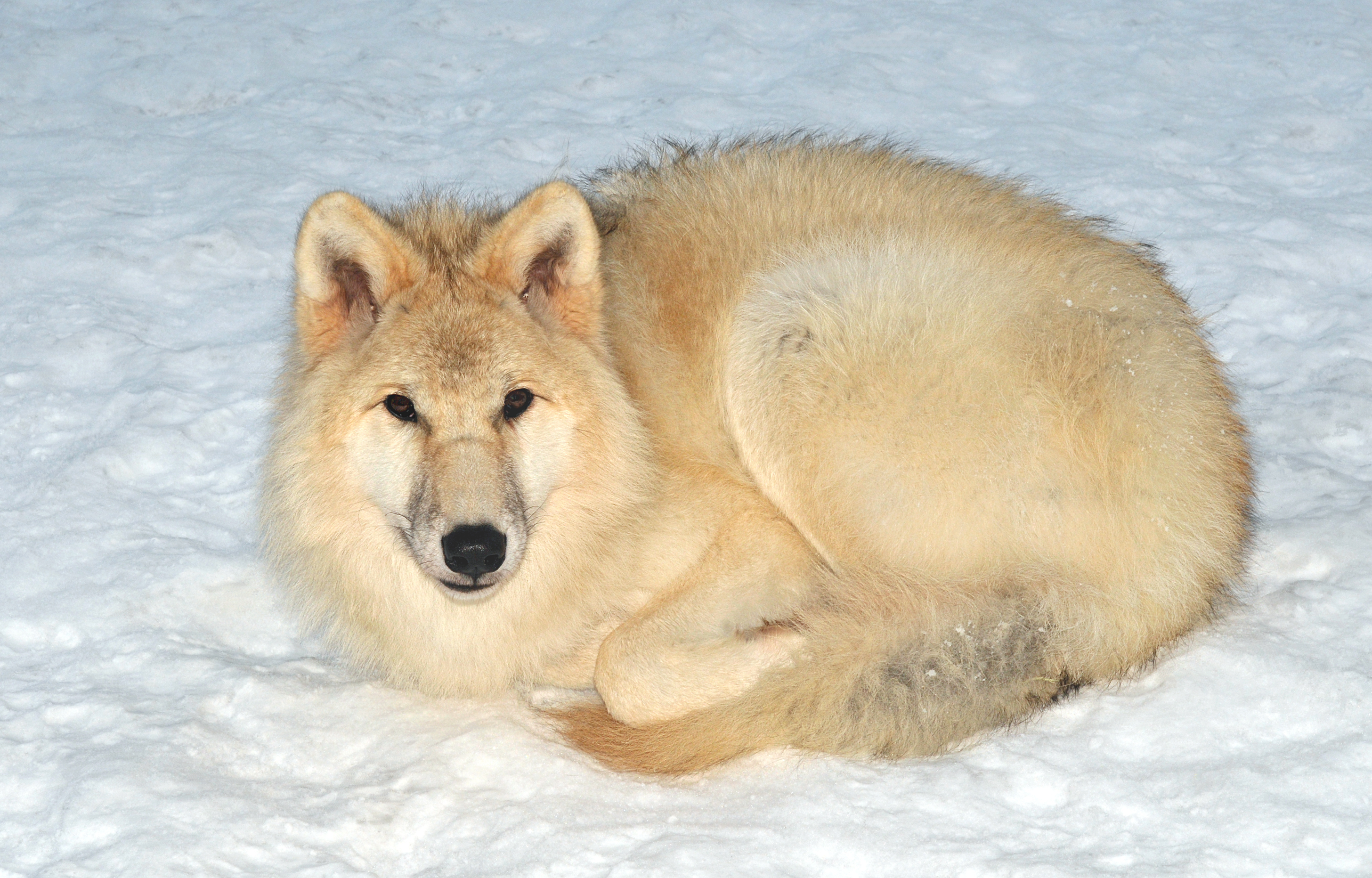 753723 Bild herunterladen tiere, arktischer wolf - Hintergrundbilder und Bildschirmschoner kostenlos