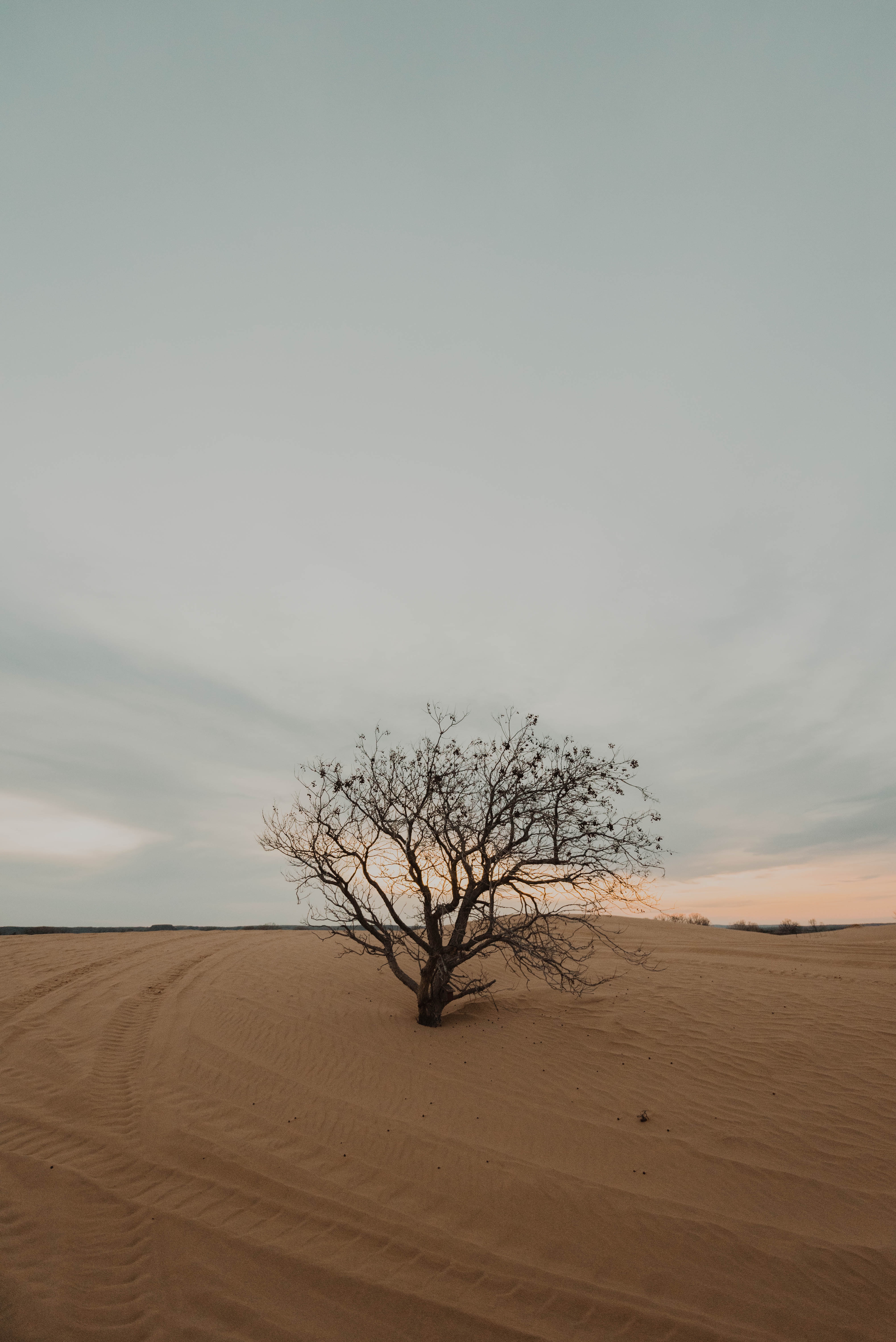Free download wallpaper Nature, Desert, Wood, Tree, Dry, Lonely, Sand, Alone on your PC desktop
