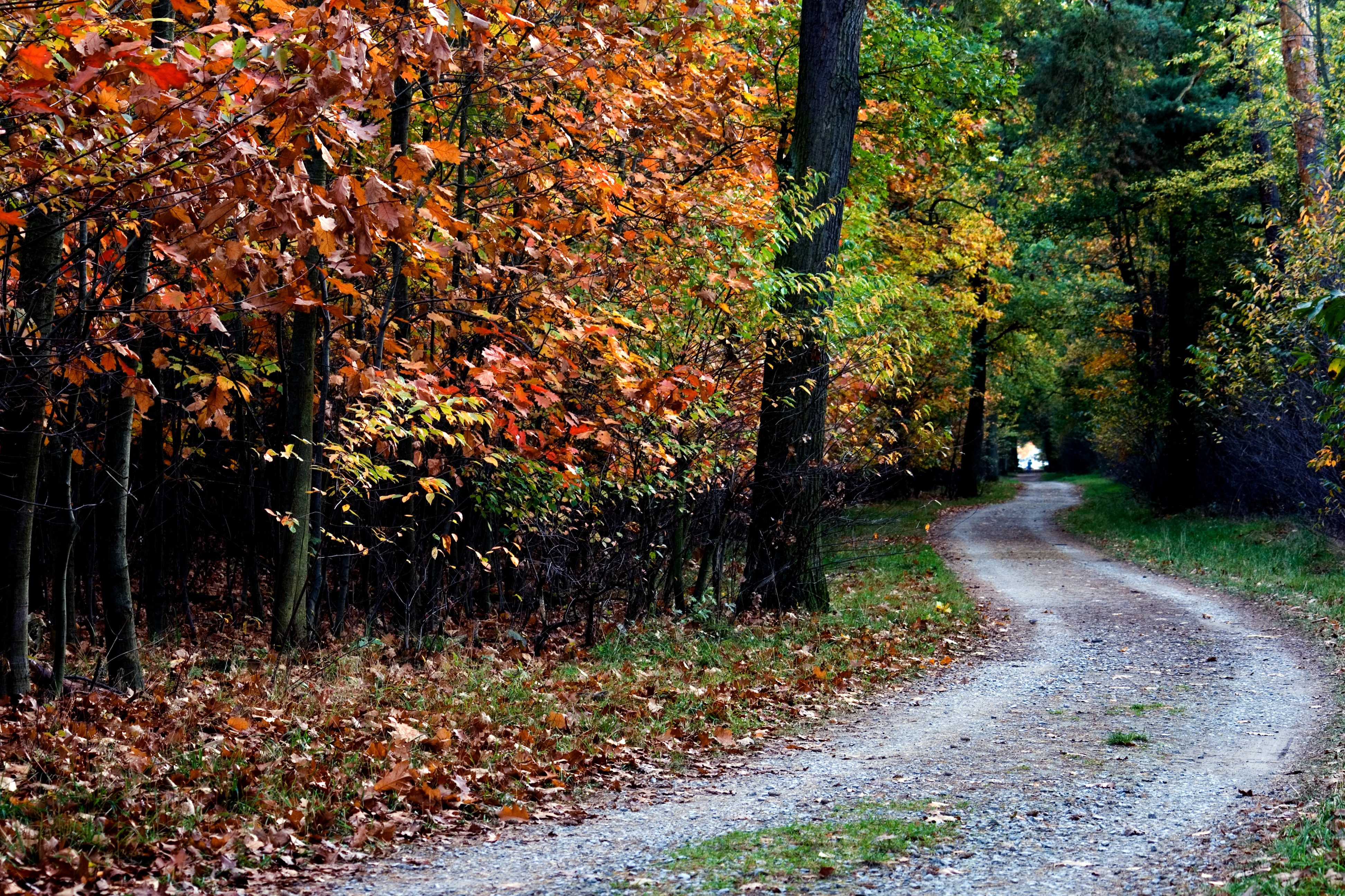 Baixe gratuitamente a imagem Árvores, Outono, Folhagem, Caminho, Natureza na área de trabalho do seu PC