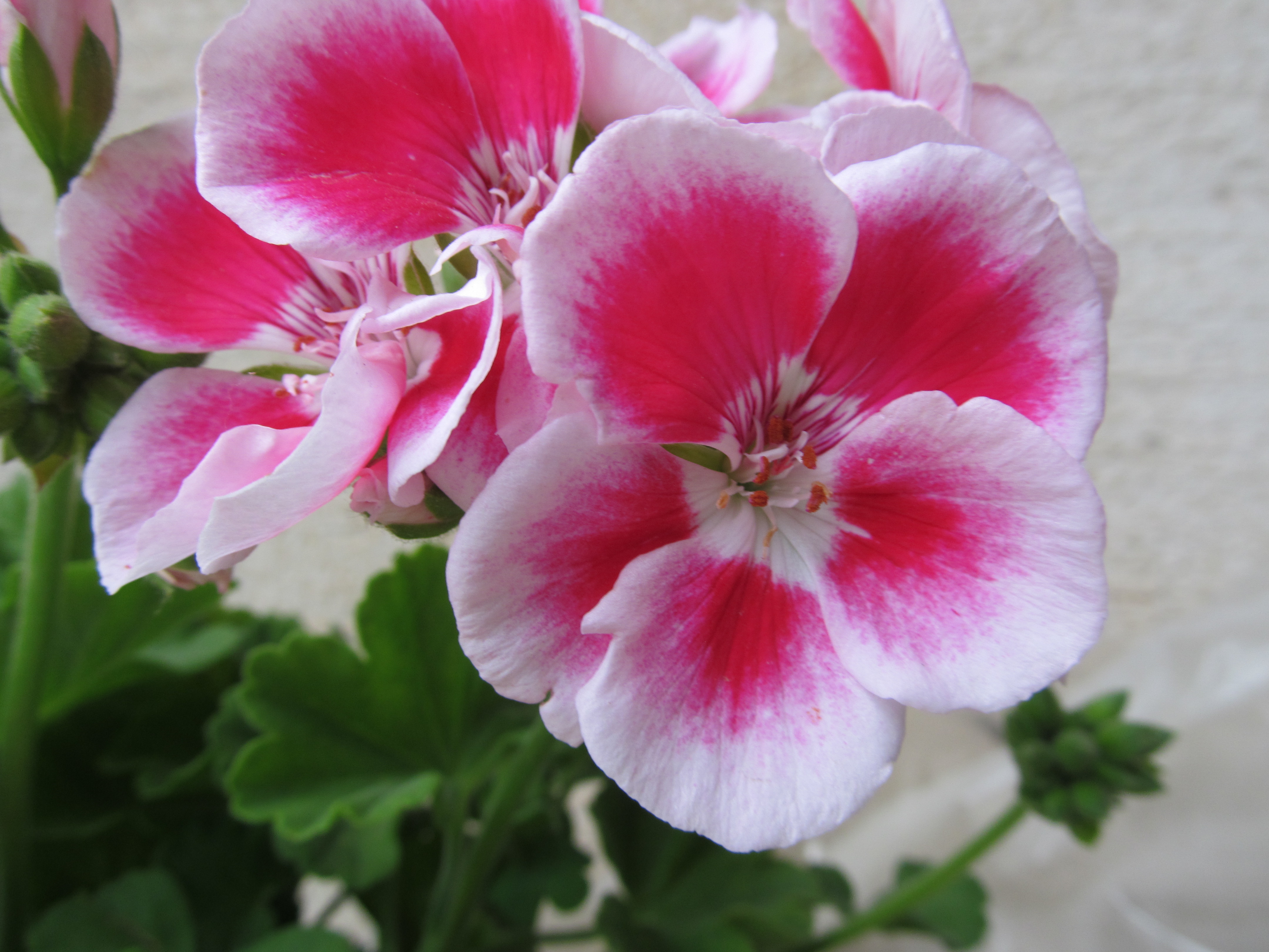 Descarga gratuita de fondo de pantalla para móvil de Flores, Flor, Tierra/naturaleza.