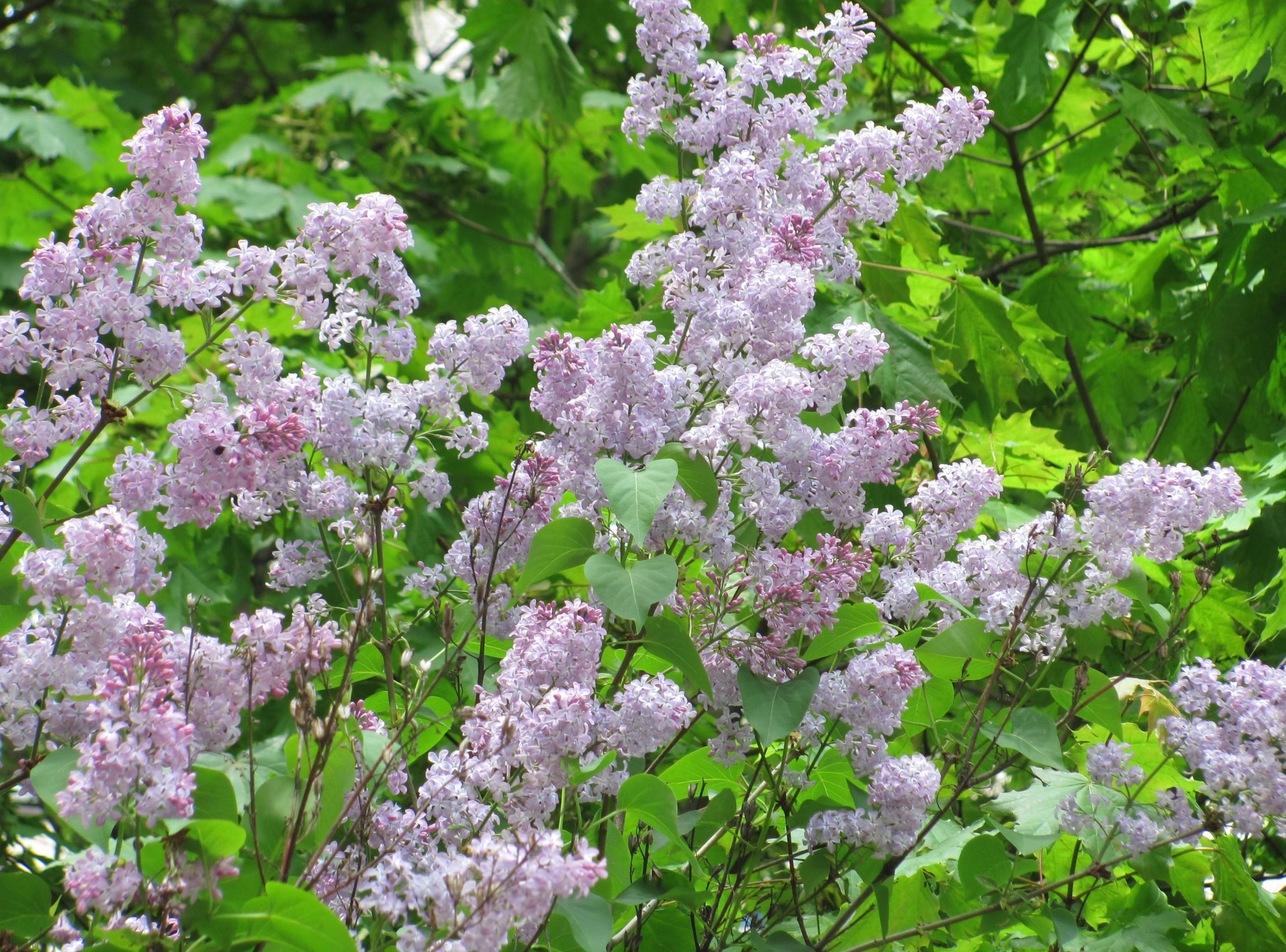 Download mobile wallpaper Branches, Greens, Bloom, Flowering, Lilac, Flowers, Spring for free.