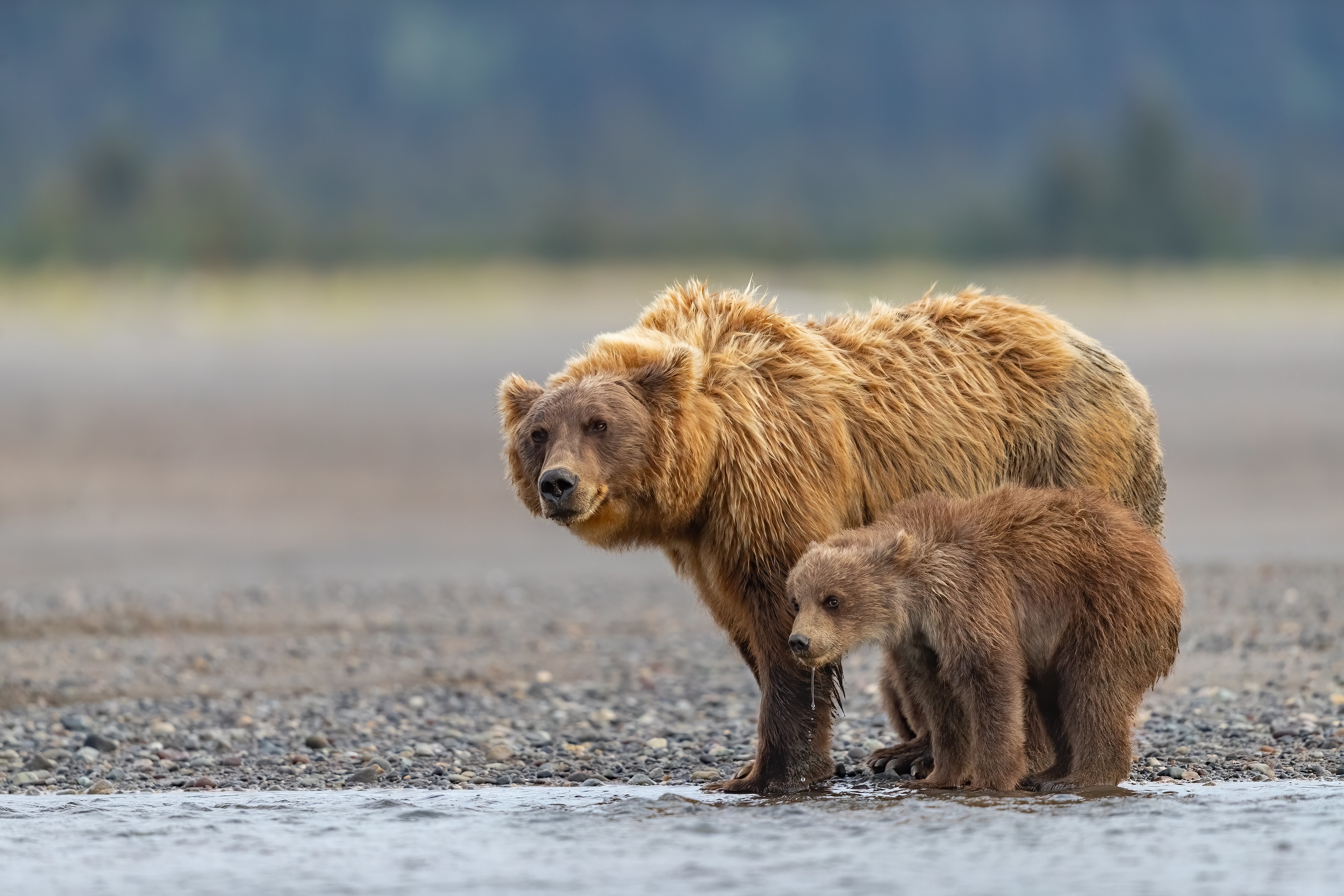 Download mobile wallpaper Bears, Bear, Animal, Baby Animal, Depth Of Field, Cub for free.