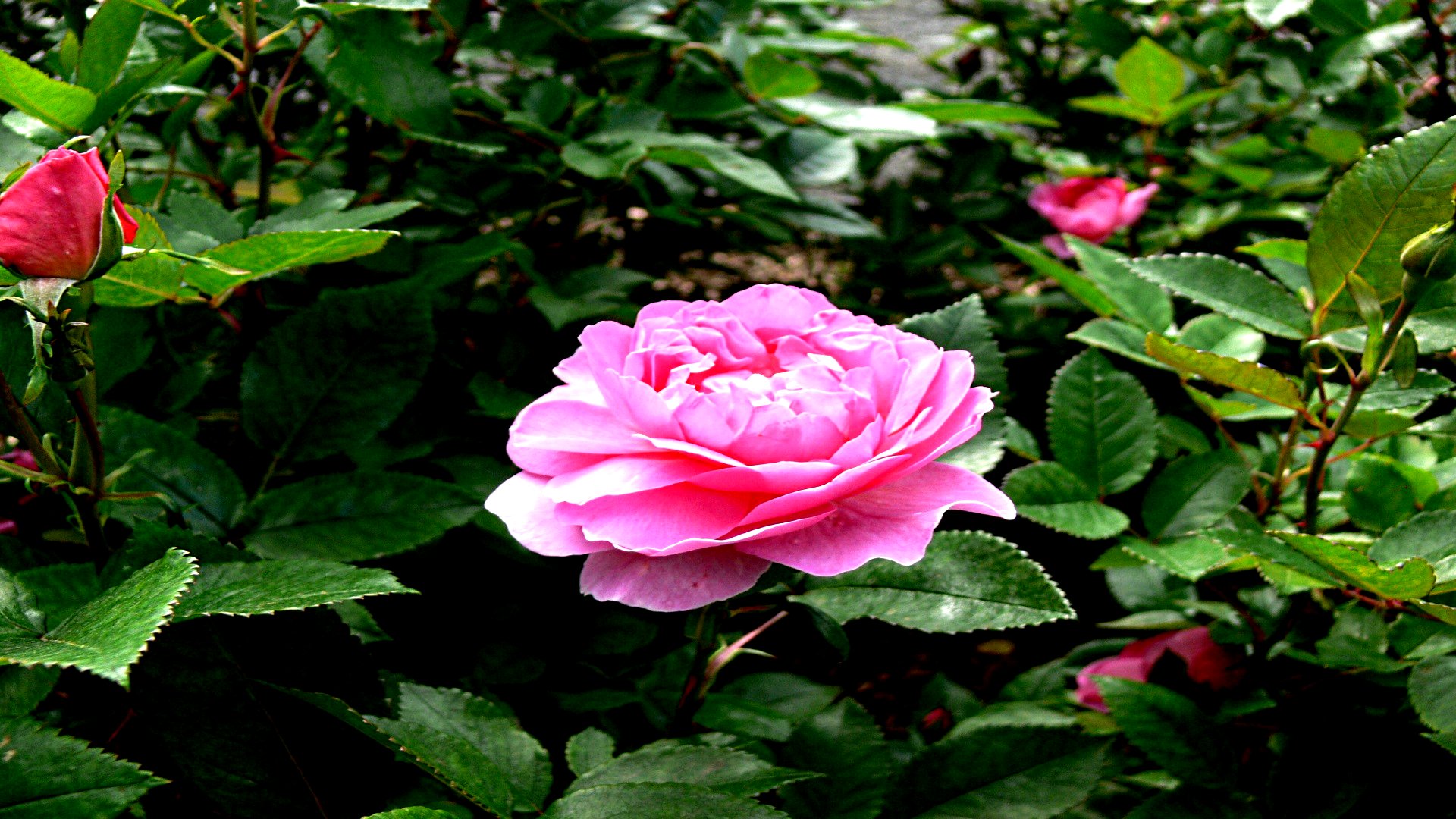Descarga gratuita de fondo de pantalla para móvil de Flores, Rosa, Tierra/naturaleza.