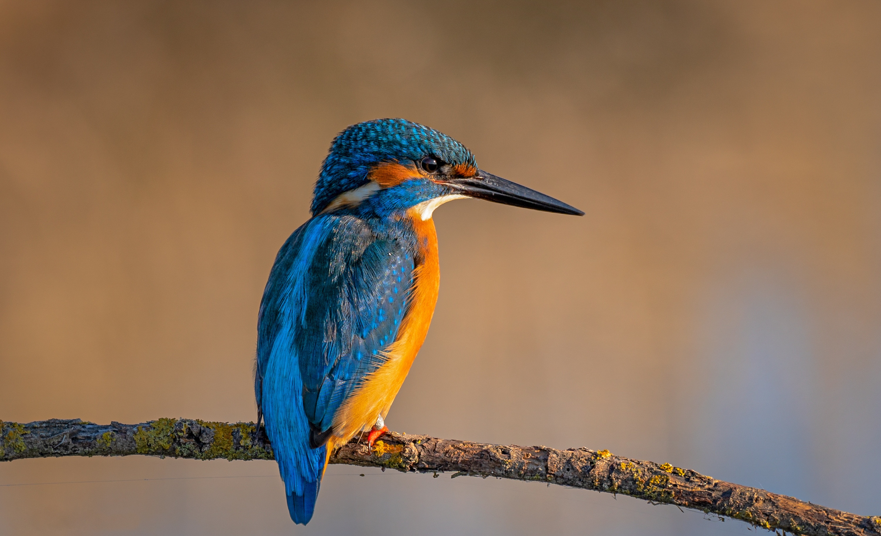 Téléchargez des papiers peints mobile Animaux, Oiseau, Martin Pêcheur, Des Oiseaux gratuitement.