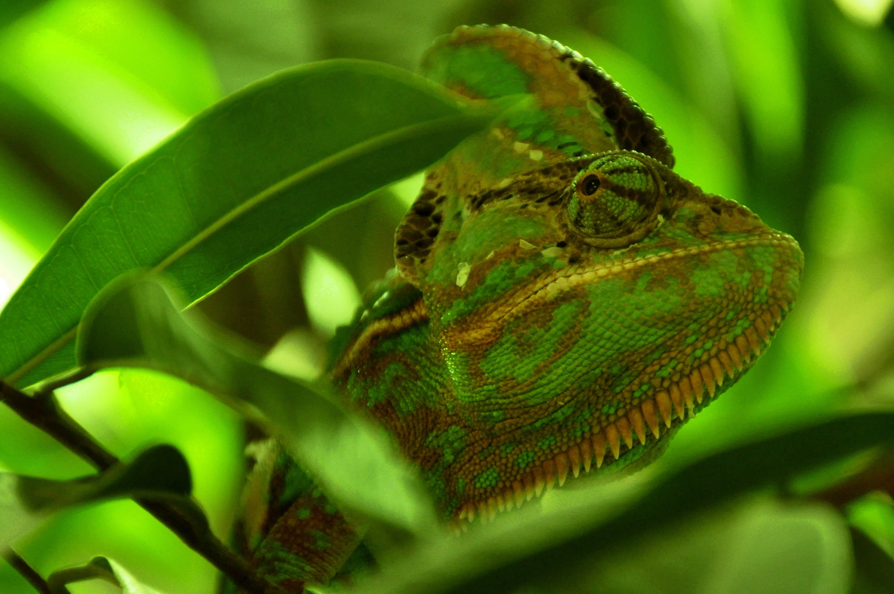 Free download wallpaper Chameleon, Animals, Reptile, Color, Leaves on your PC desktop