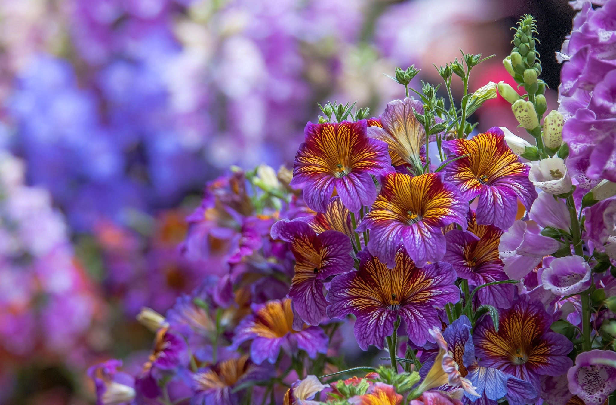 PCデスクトップに自然, フラワーズ, 花, 地球, ぼかし, 紫色の花画像を無料でダウンロード