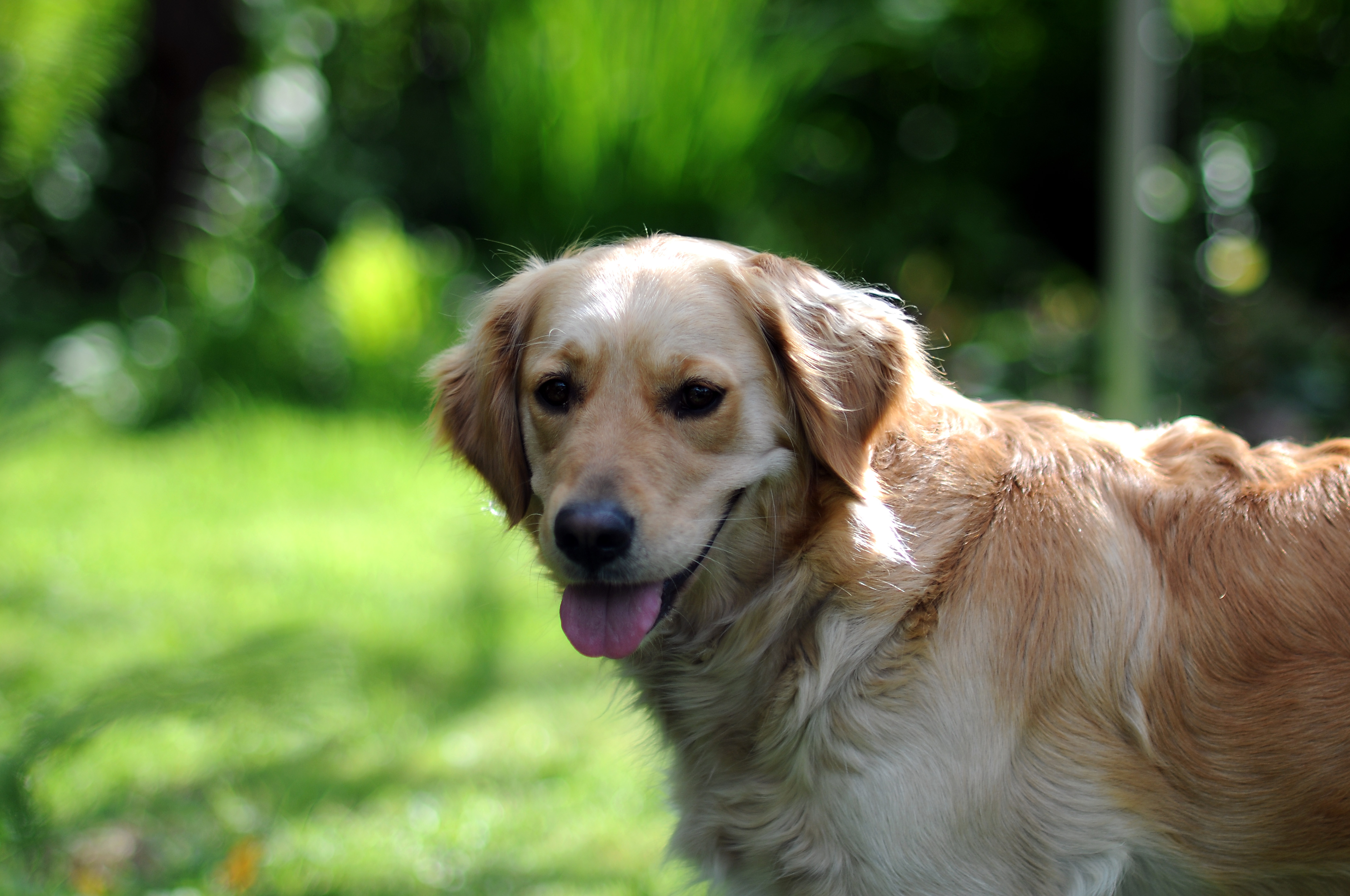 Descarga gratuita de fondo de pantalla para móvil de Animales, Perros, Perro, Bozal, Perro Perdiguero De Oro, Difuminado.