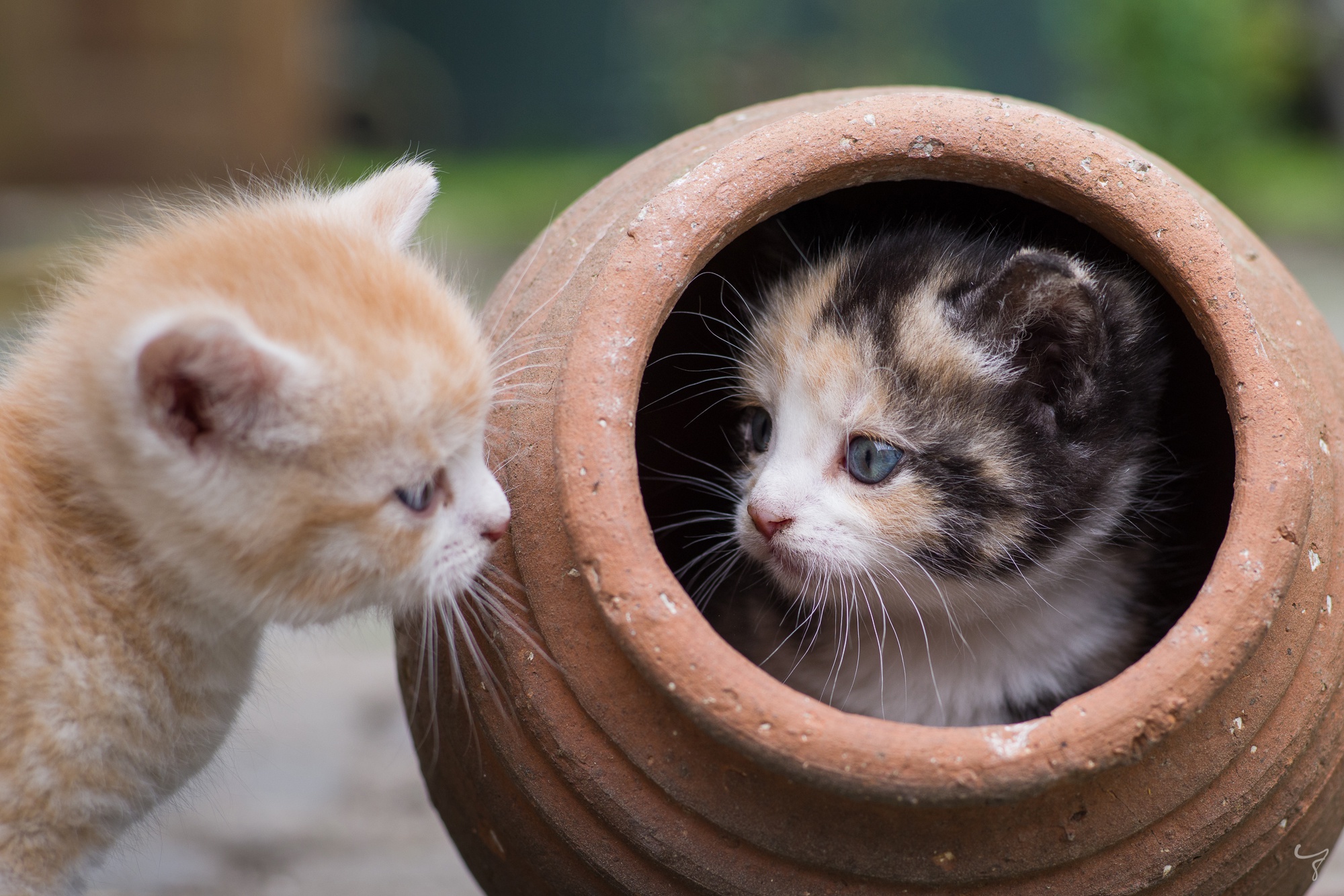 Laden Sie das Tiere, Katzen, Katze, Kätzchen, Tierbaby-Bild kostenlos auf Ihren PC-Desktop herunter