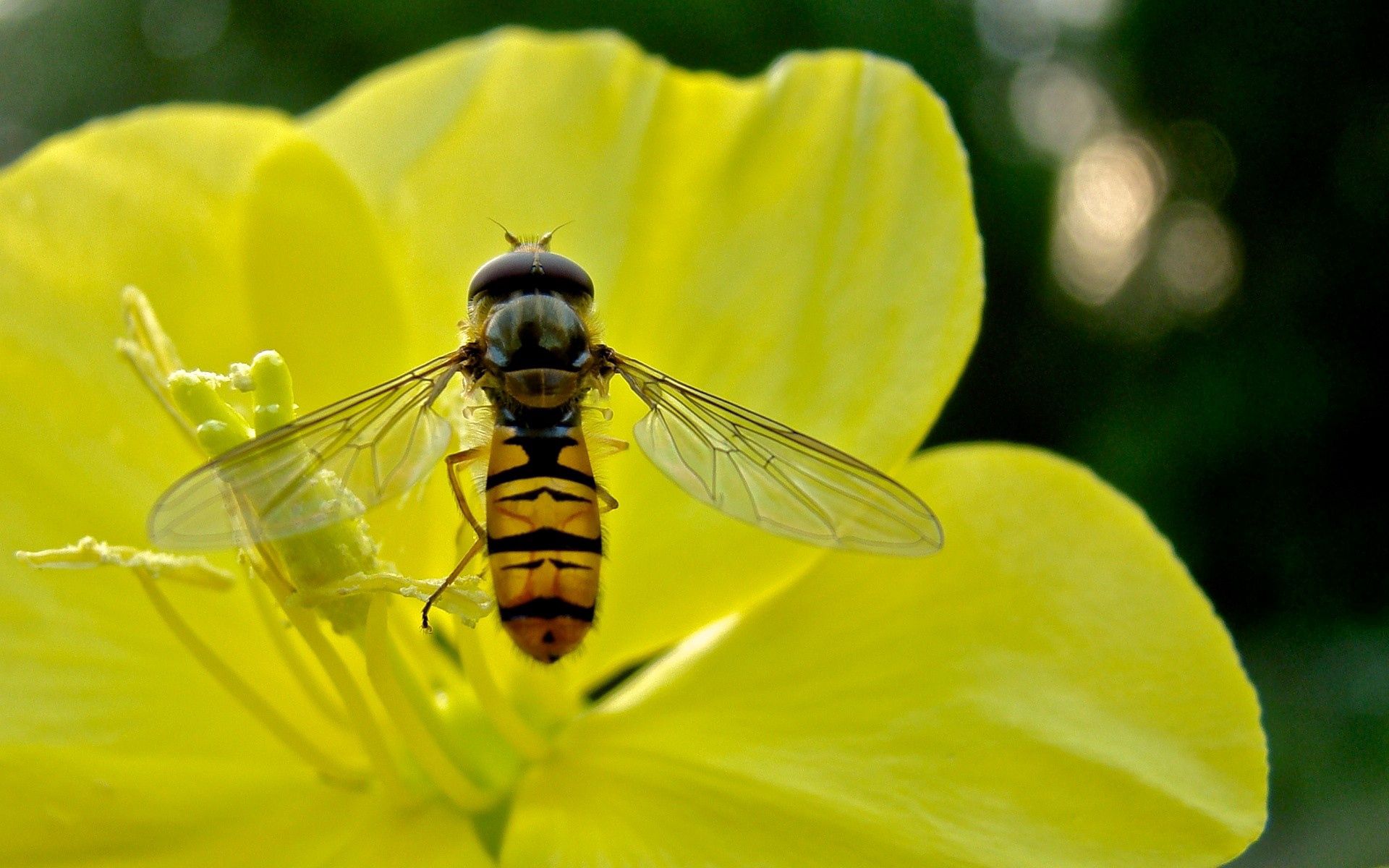 139396 télécharger l'image fleur, macro, pétales, abeille, pollen, pollinisation, nectar - fonds d'écran et économiseurs d'écran gratuits