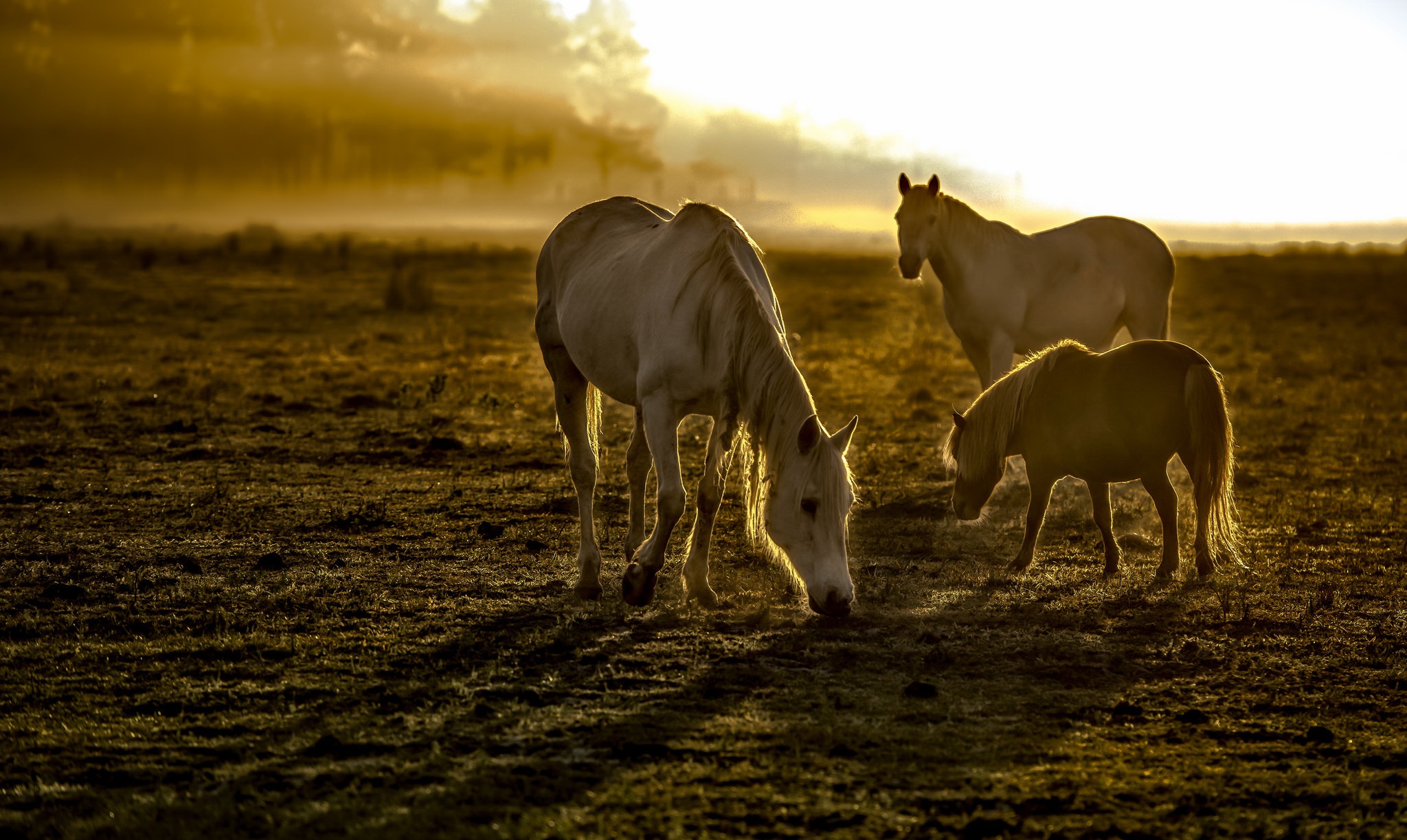 Baixar papel de parede para celular de Animais, Cavalo, Raio Solar gratuito.