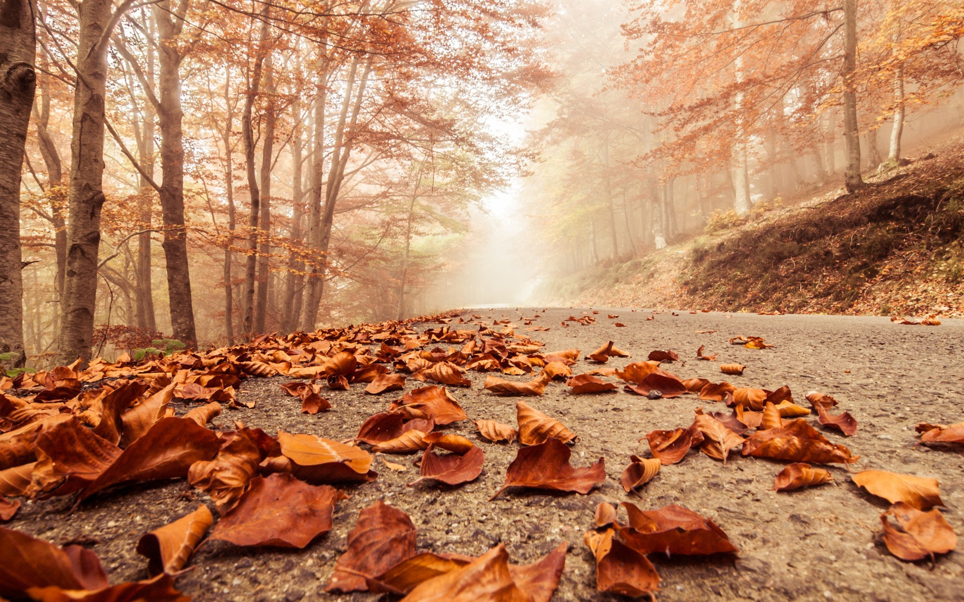 617904 descargar imagen otoño, hecho por el hombre, carretera, bosque: fondos de pantalla y protectores de pantalla gratis