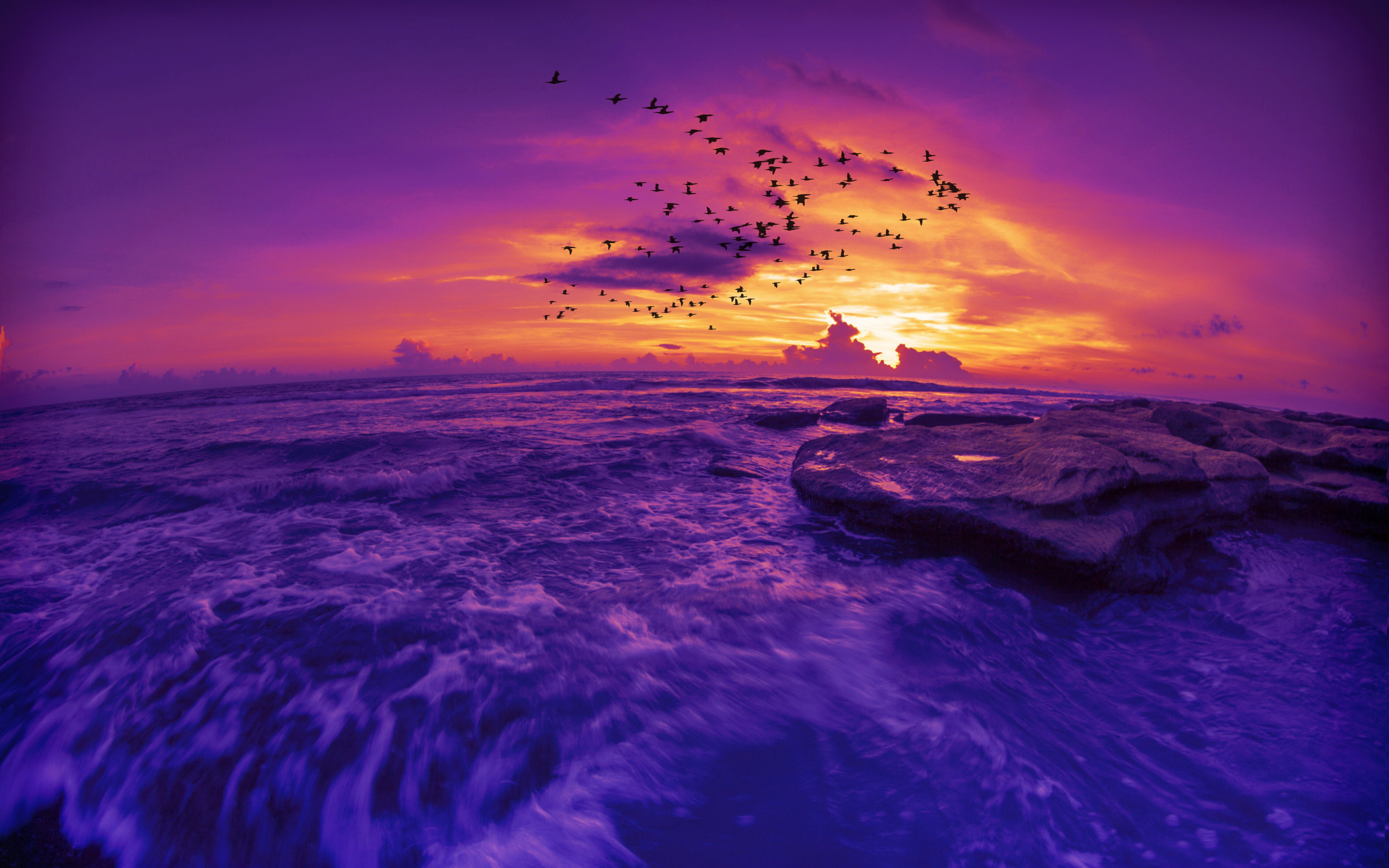 Скачать обои бесплатно Птицы, Небо, Море, Горизонт, Силуэт, Океан, Пурпурный, Земля/природа, Закат Солнца картинка на рабочий стол ПК