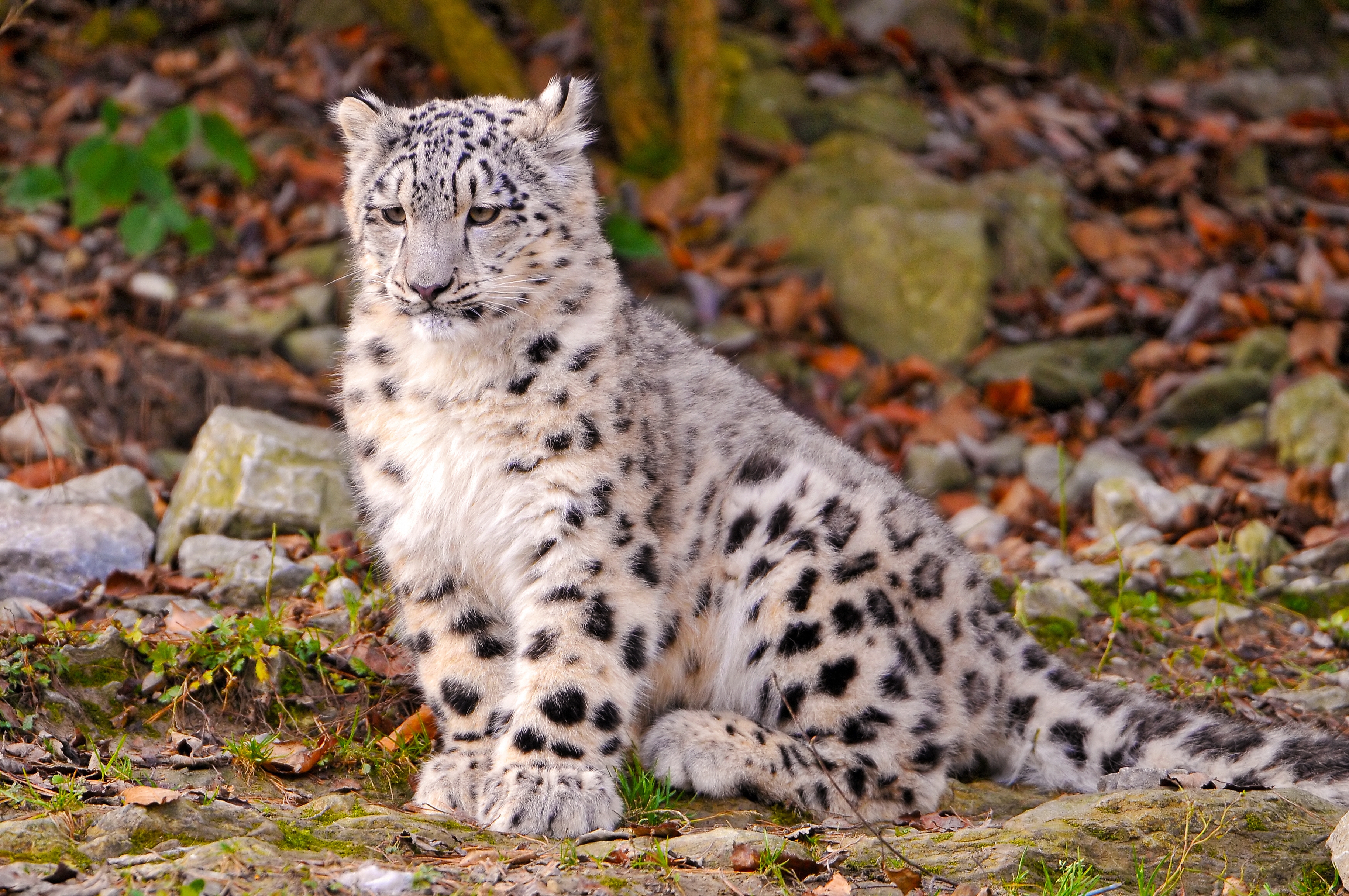 141559 télécharger l'image snow leopard, animaux, automne, feuilles, jeune, joey - fonds d'écran et économiseurs d'écran gratuits
