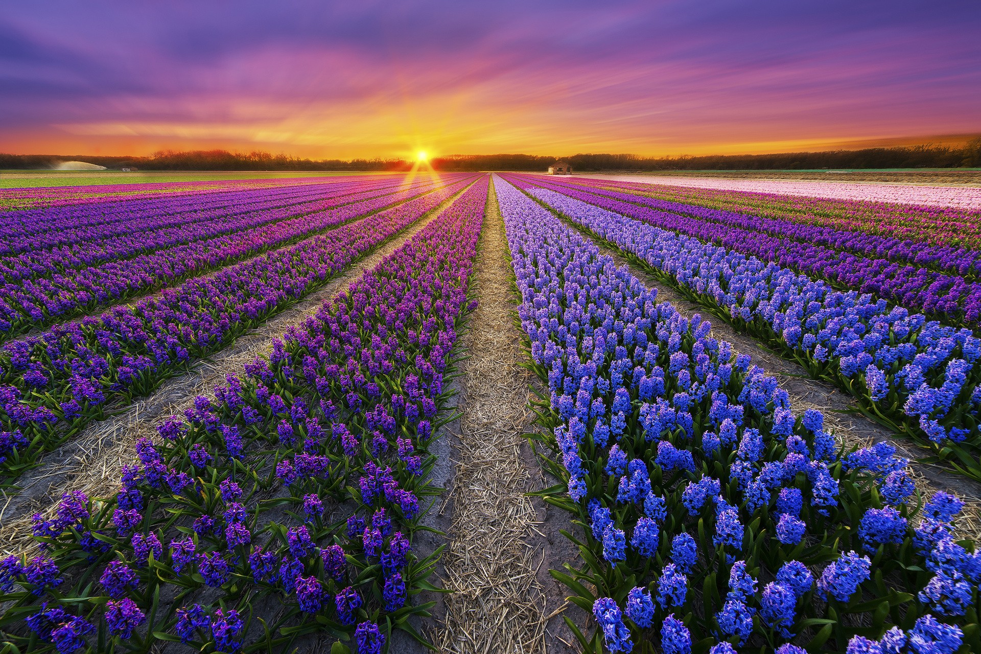 Free download wallpaper Flowers, Sunset, Summer, Hyacinth, Flower, Sunrise, Earth, Field, Purple Flower, Blue Flower on your PC desktop