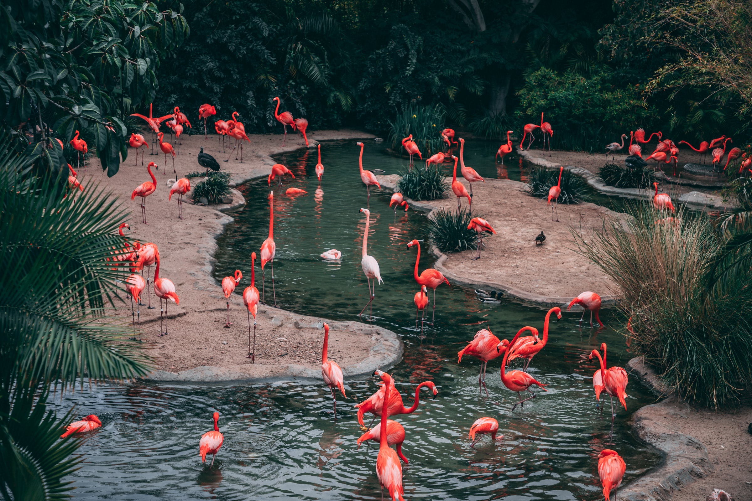 Handy-Wallpaper Tiere, Natur, Vögel, Wasser, Flamingo kostenlos herunterladen.